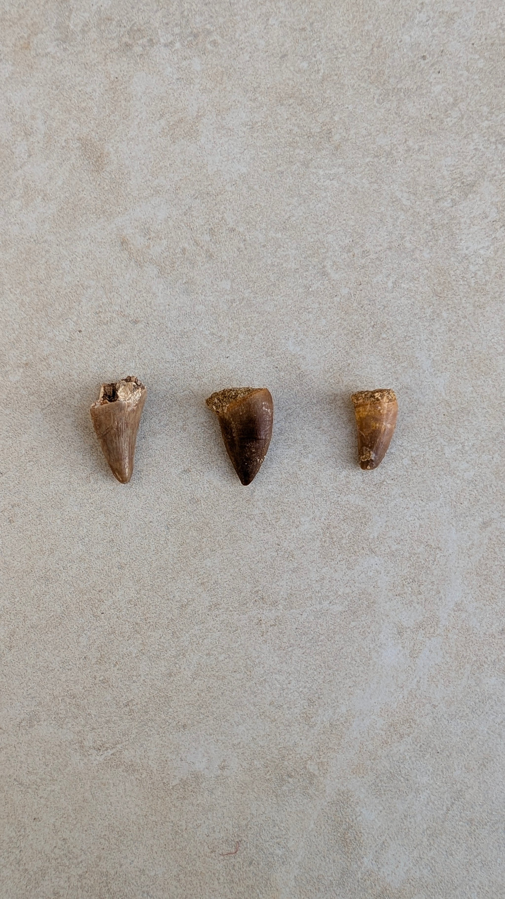 Dents de mosasaure fossiles