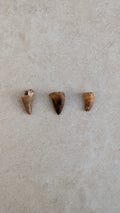 Dents de mosasaure fossiles