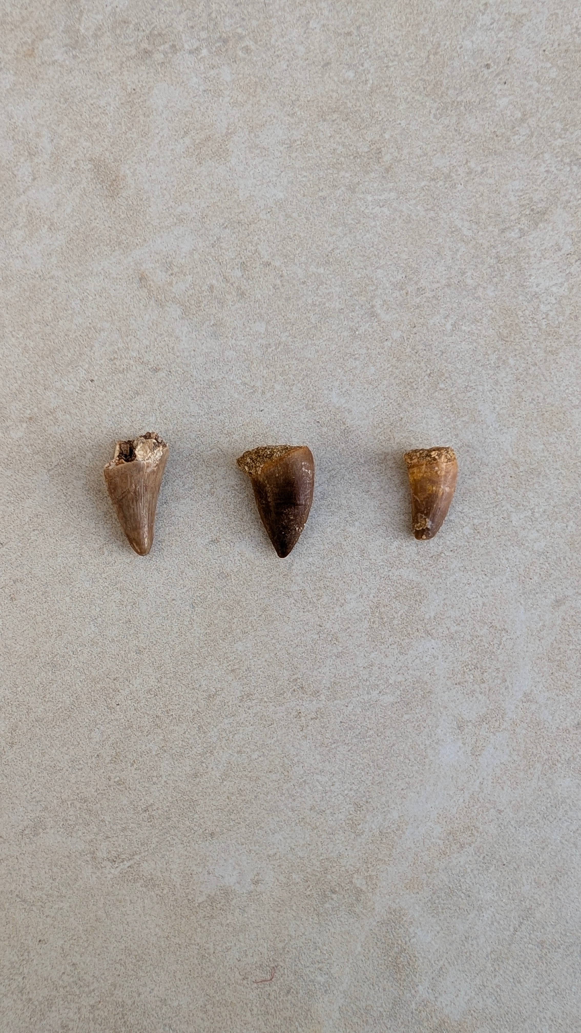 Dents de mosasaure fossiles