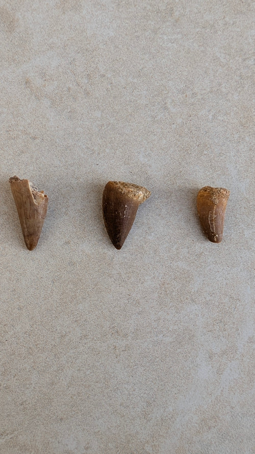 Dents de mosasaure fossiles
