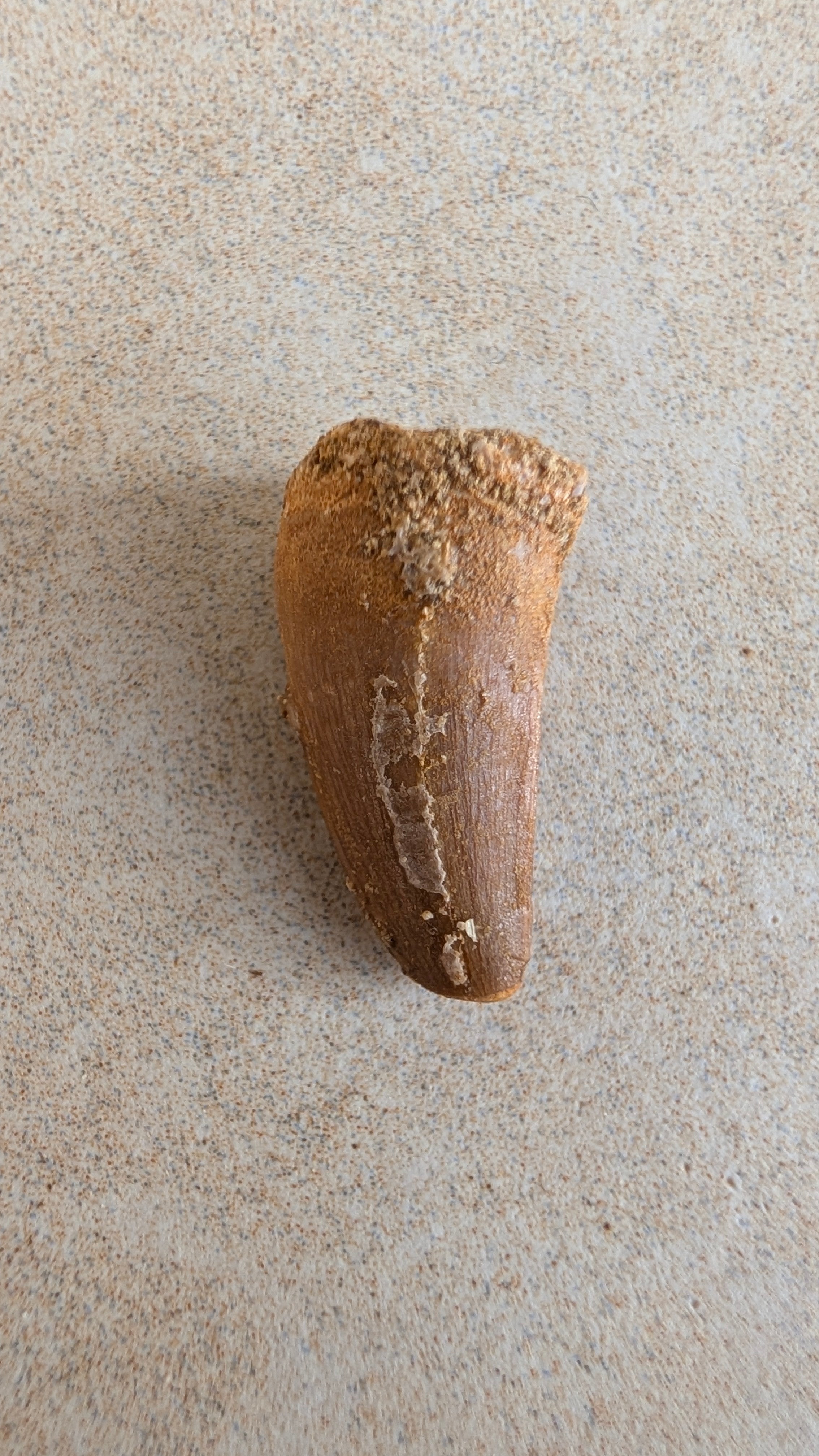 Dents de mosasaure fossiles