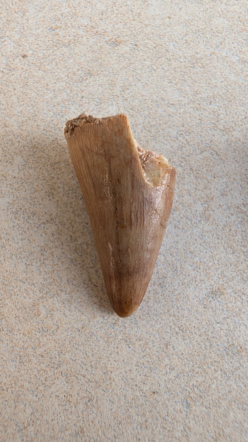 Dents de mosasaure fossiles