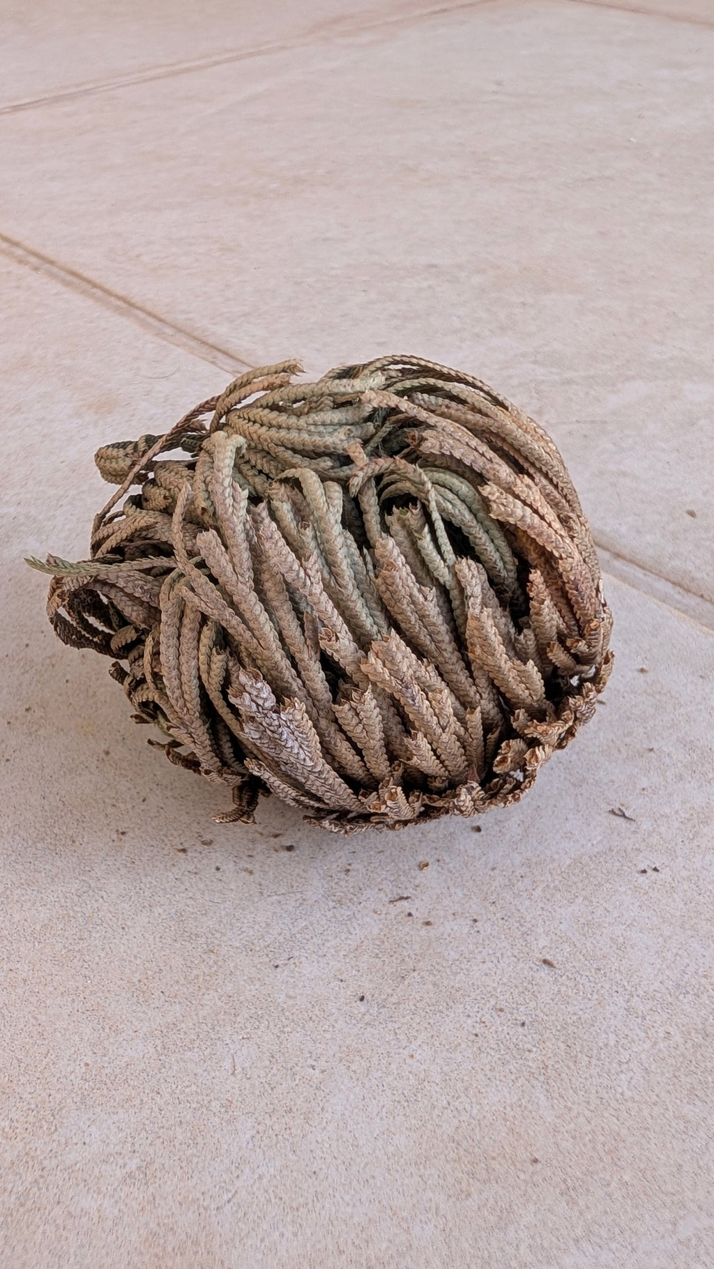 Rose of Jericho (Resurrection Plant)