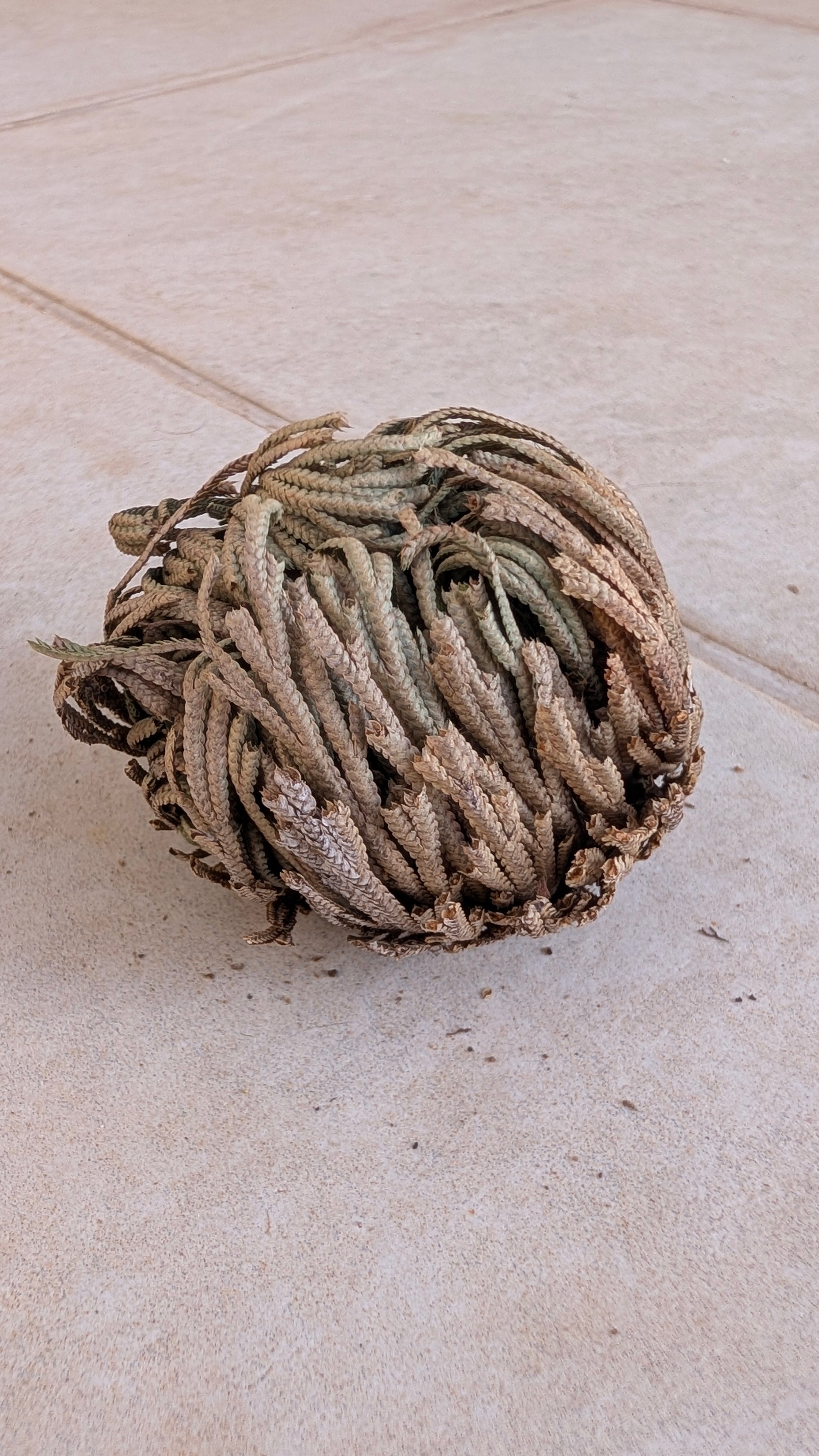 Rose of Jericho (Resurrection Plant)