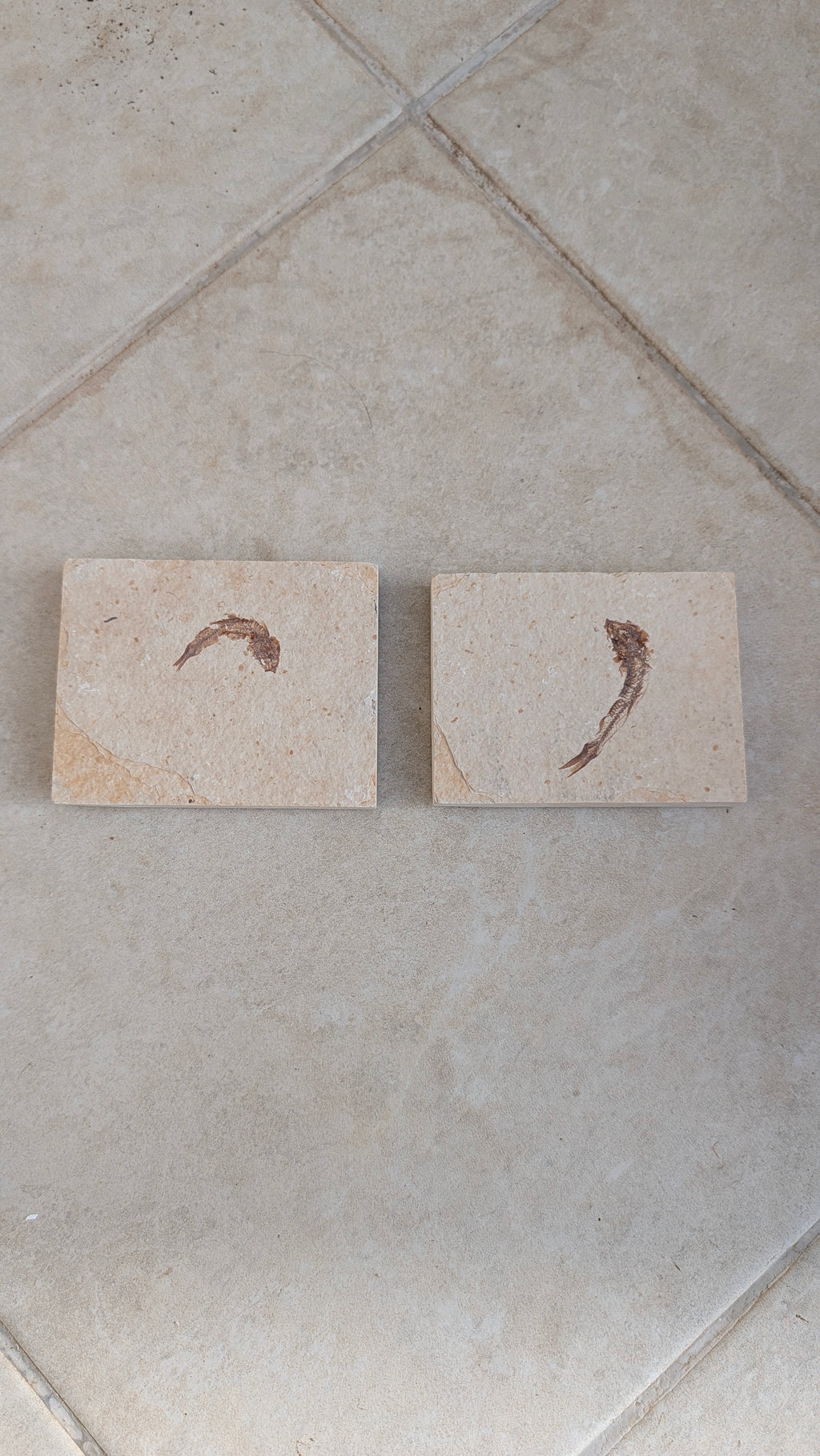 Fossile de poisson Mini Knightia eocaena