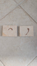 Fossile de poisson Mini Knightia eocaena