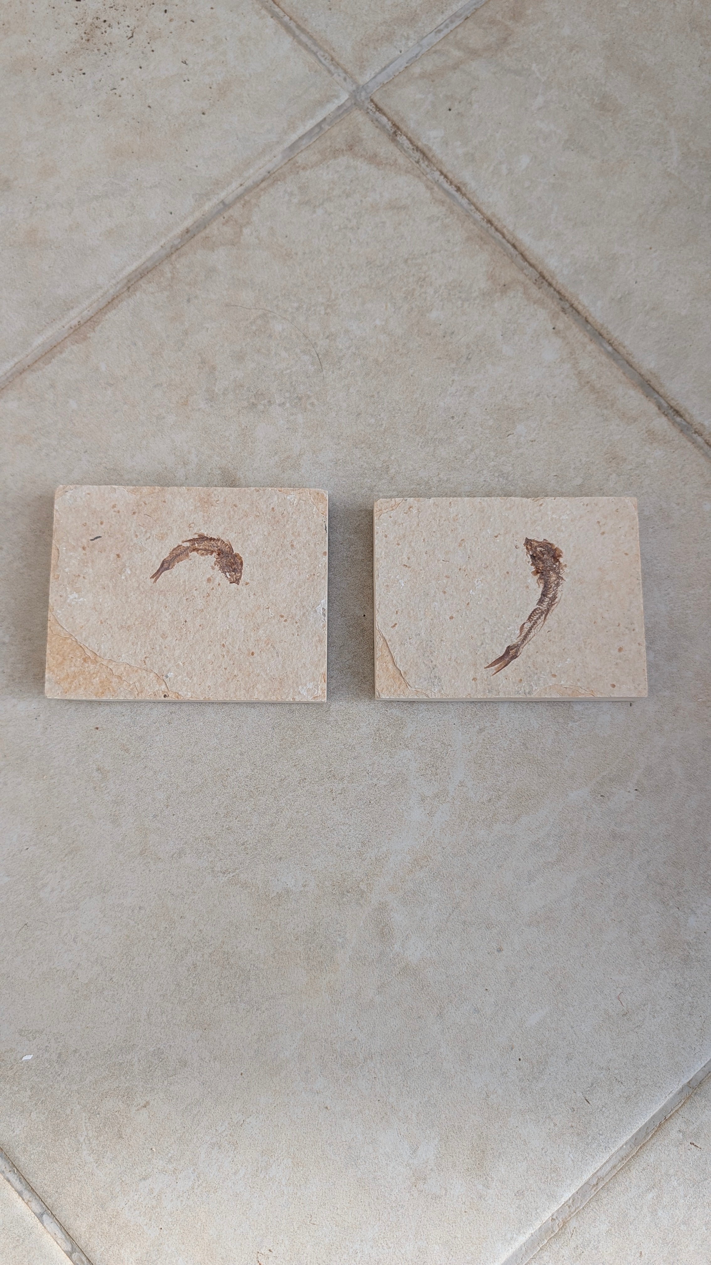 Fossile de poisson Mini Knightia eocaena