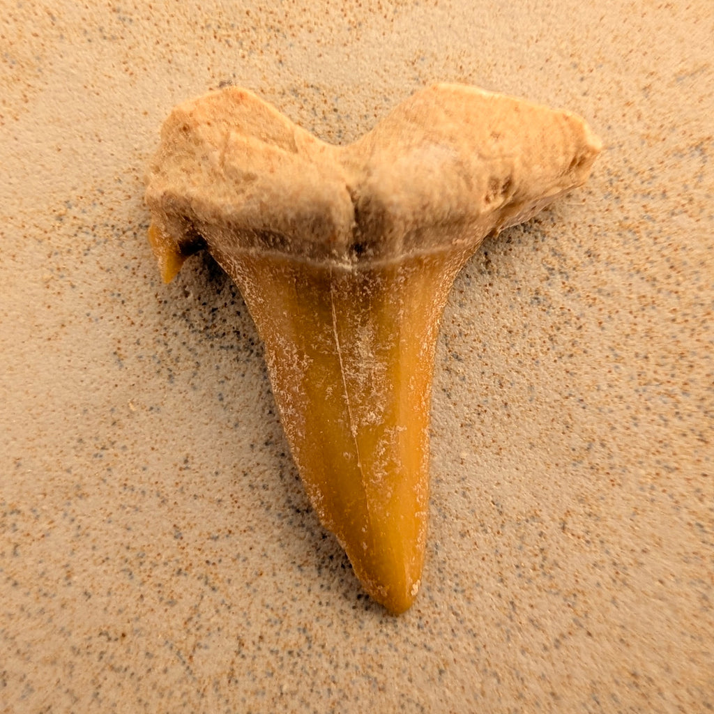 Dents de requin-taureau