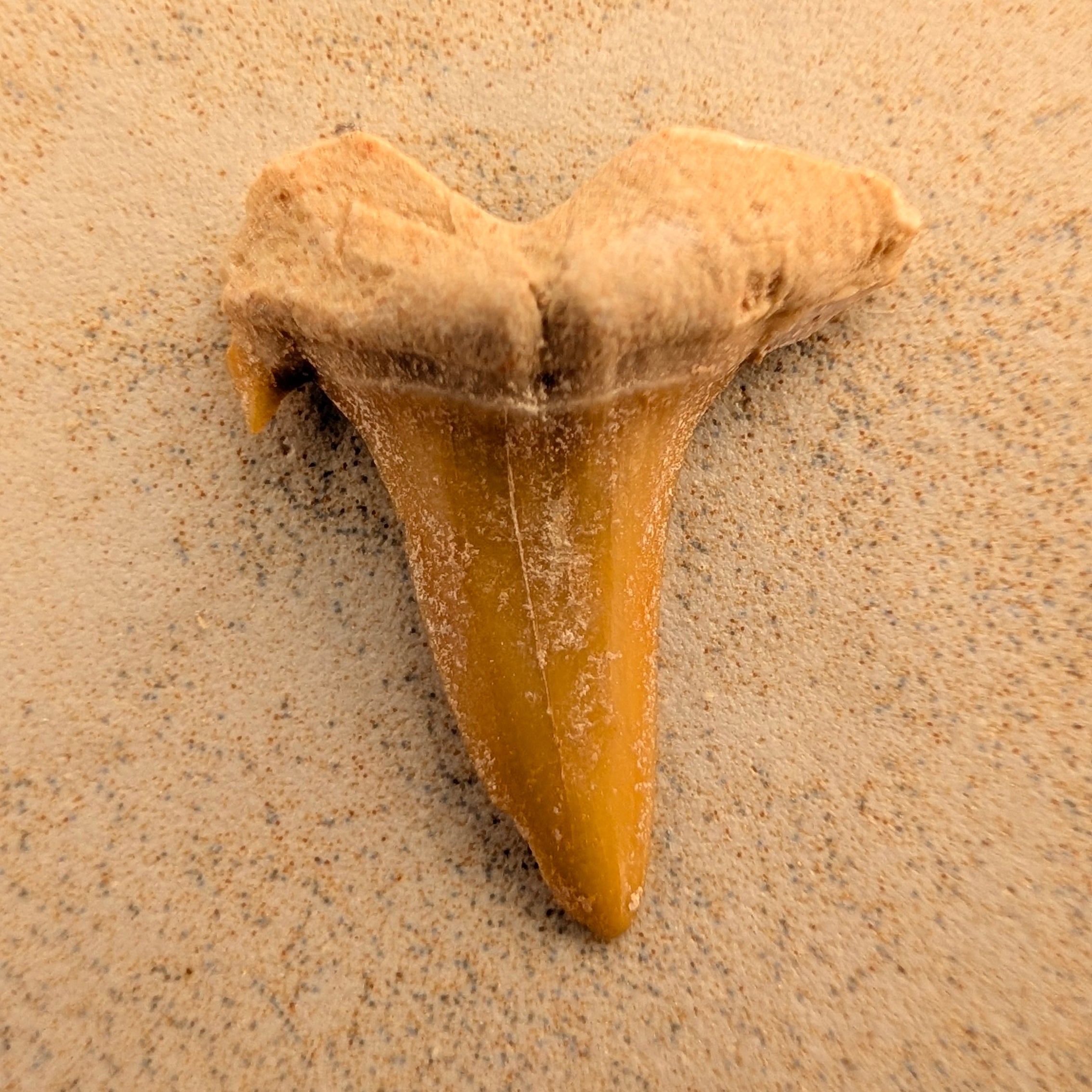 Dents de requin-taureau