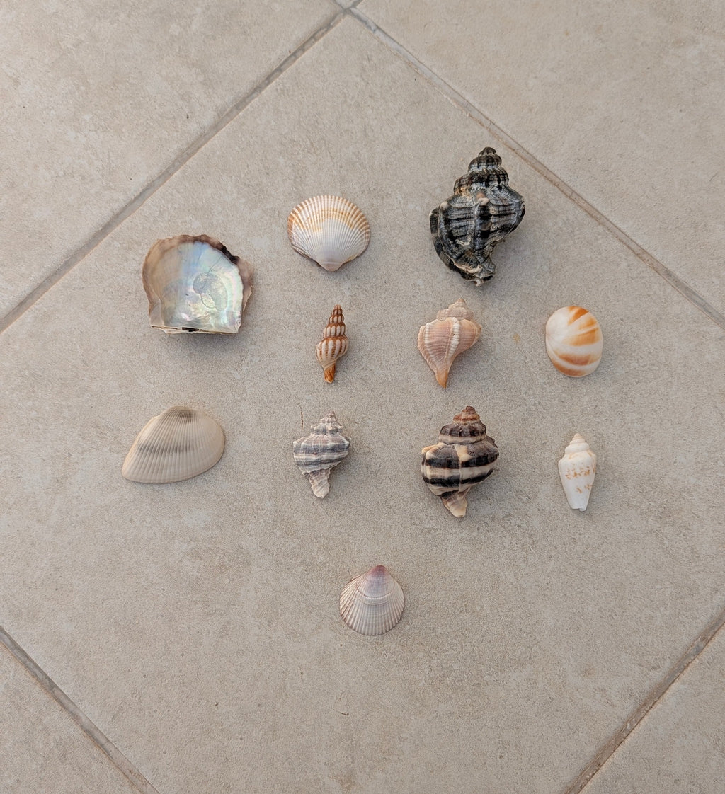 Coquillages assortis