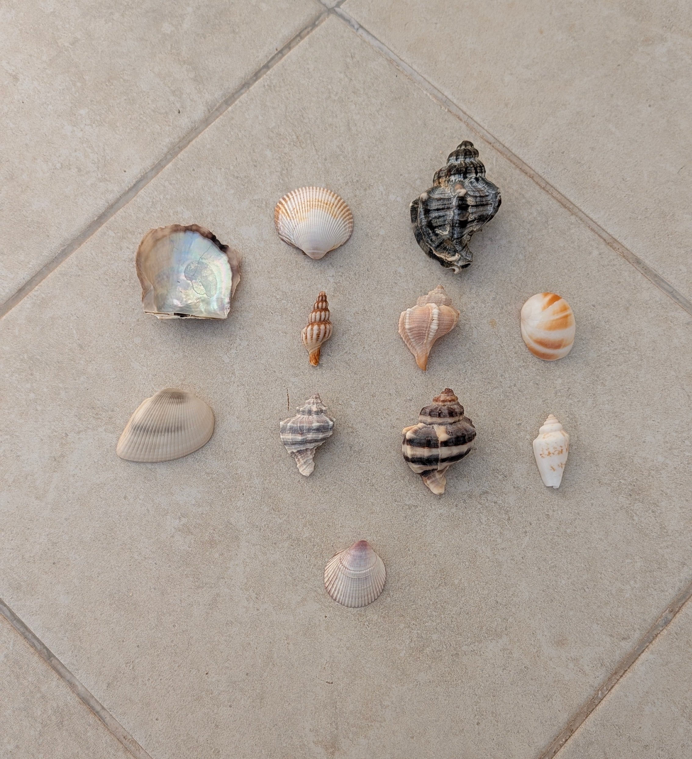Assorted Seashells
