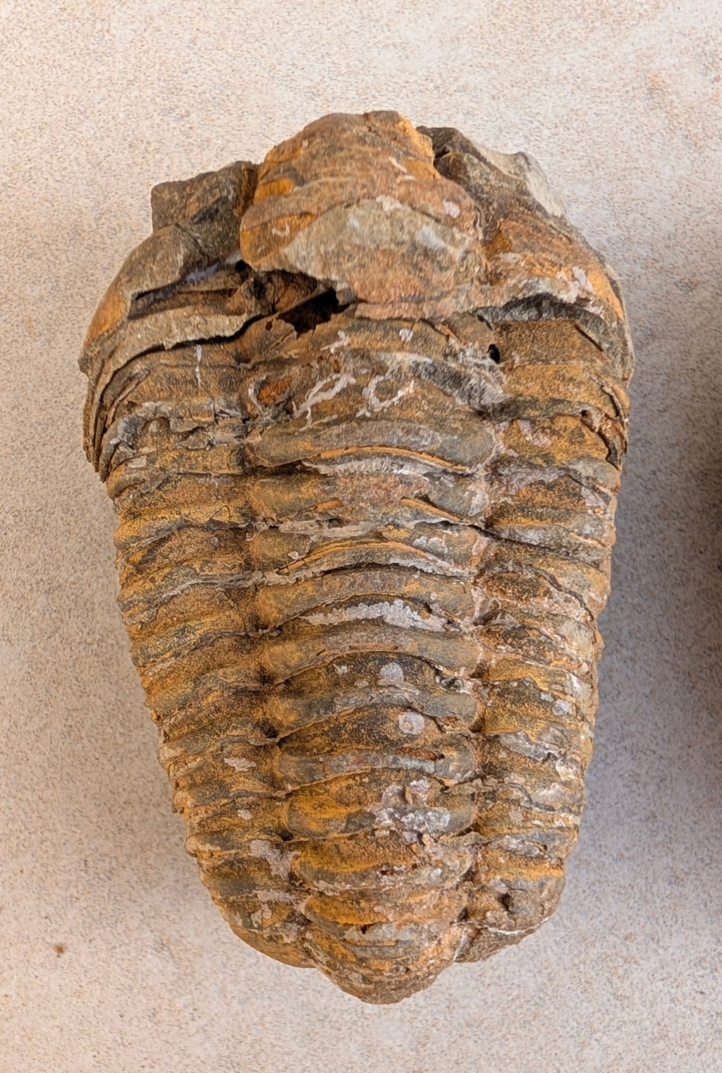 Calymène (Colpocoryphe) Trilobite