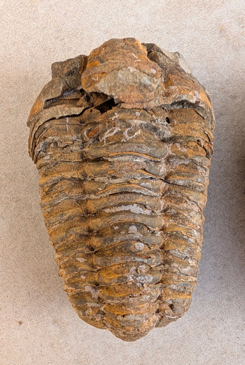 Calymene (Colpocoryphe) Trilobite