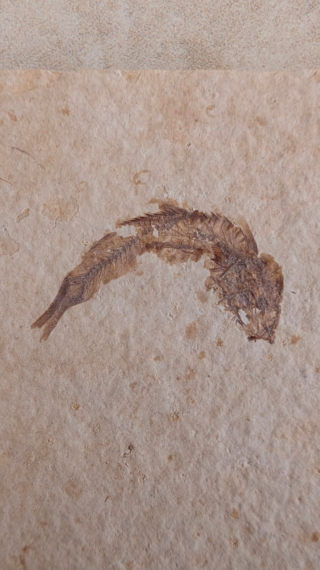 Fossile de poisson Mini Knightia eocaena