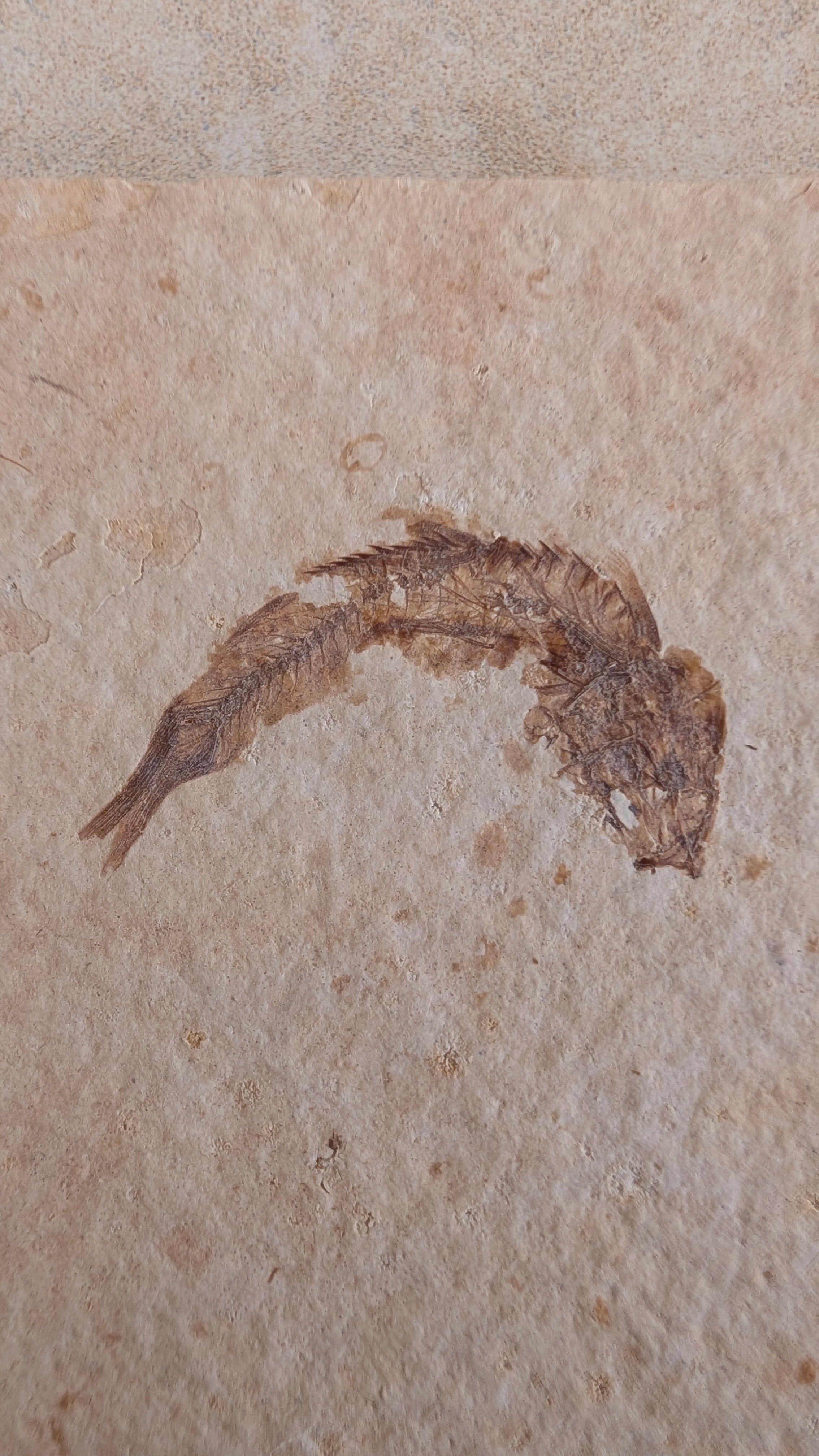 Fossile de poisson Mini Knightia eocaena