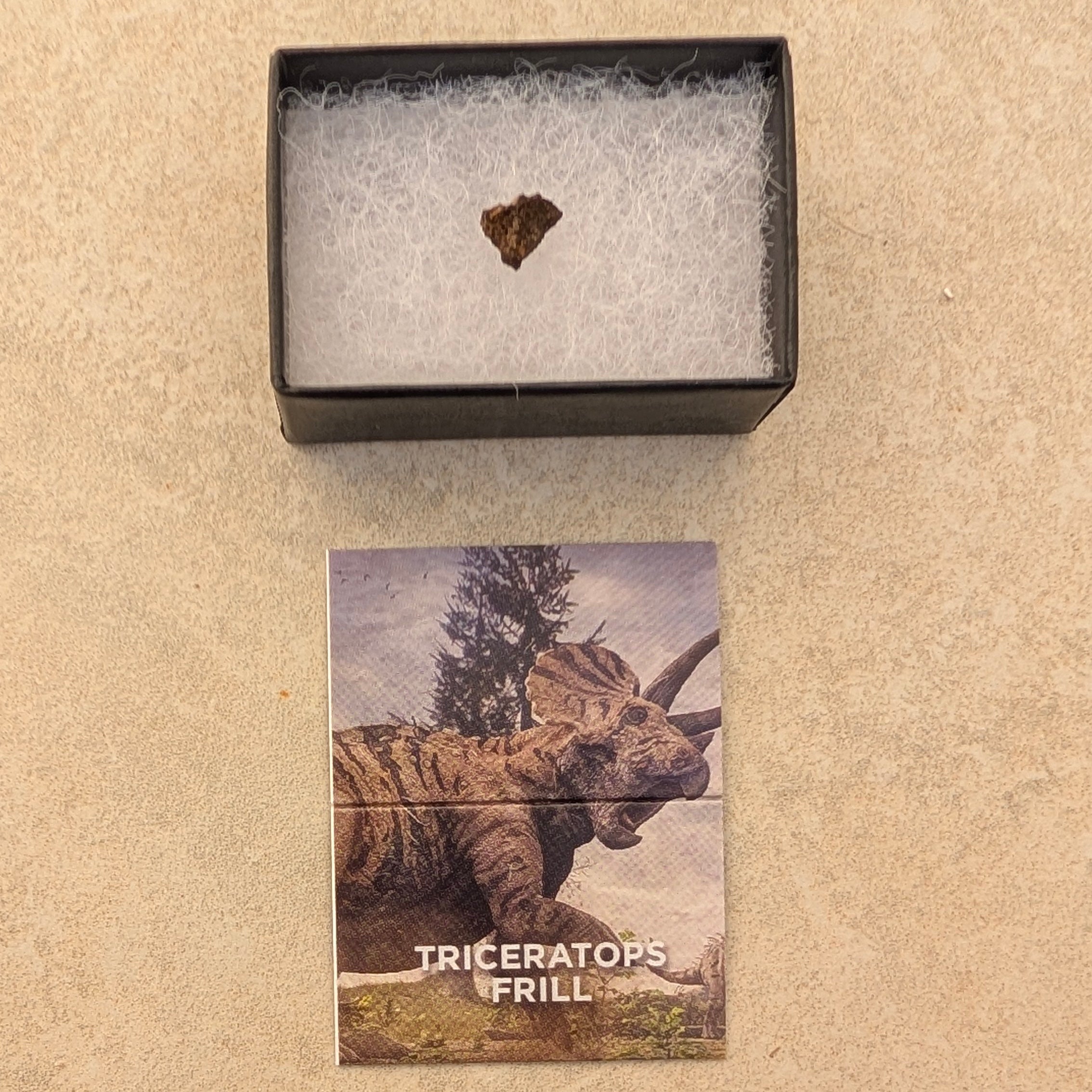 Triceratops Frill Fossil