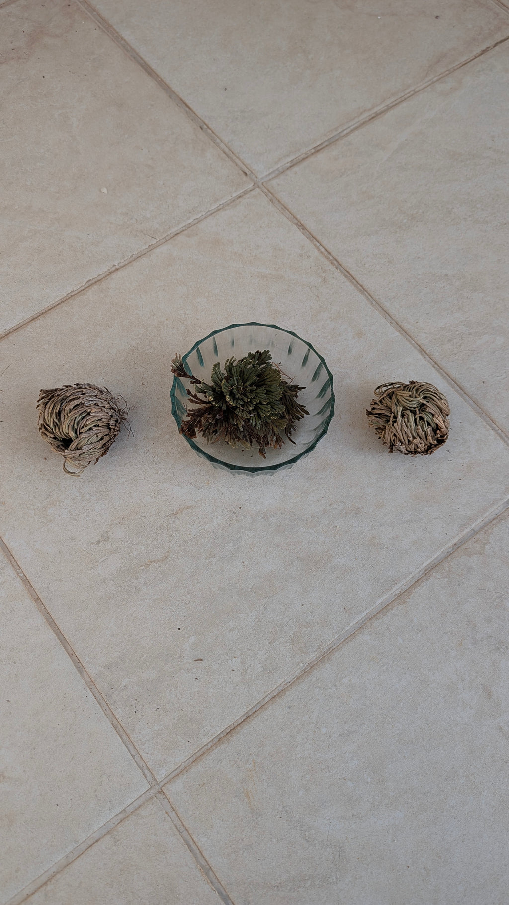 Rose of Jericho (Resurrection Plant)