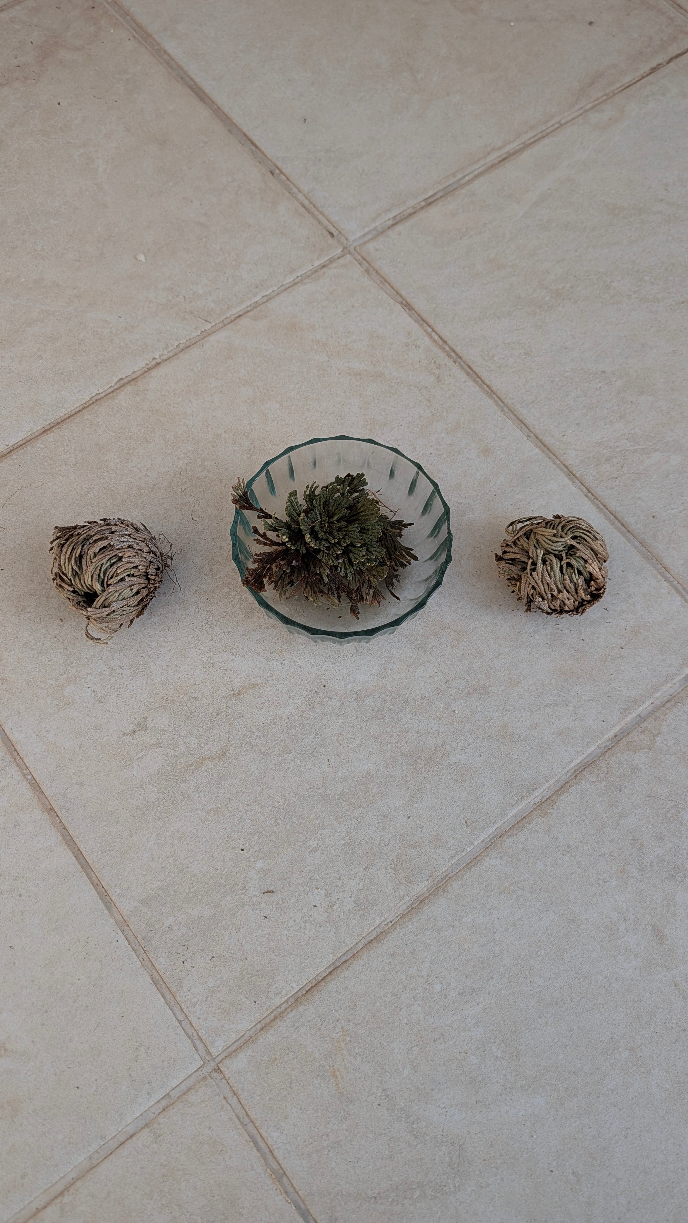 Rose of Jericho (Resurrection Plant)