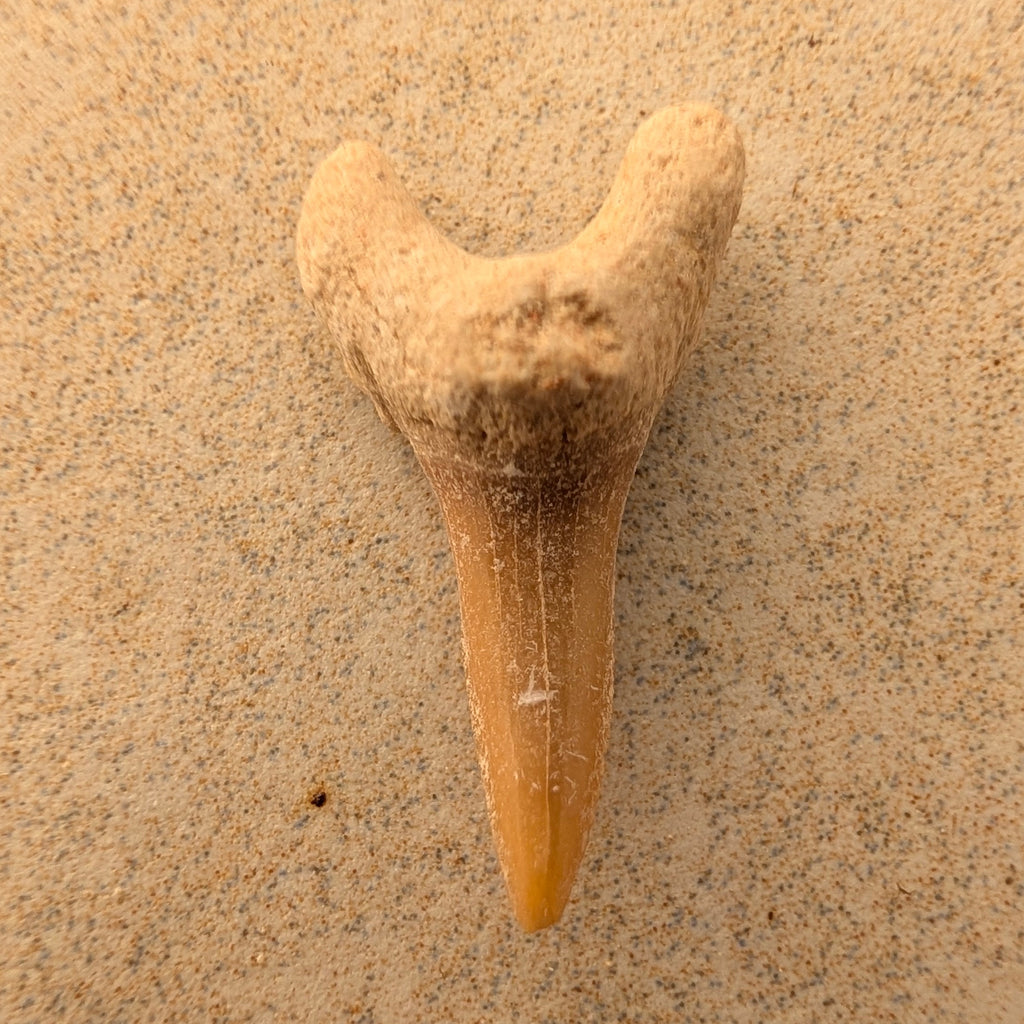 Dents de requin-taureau