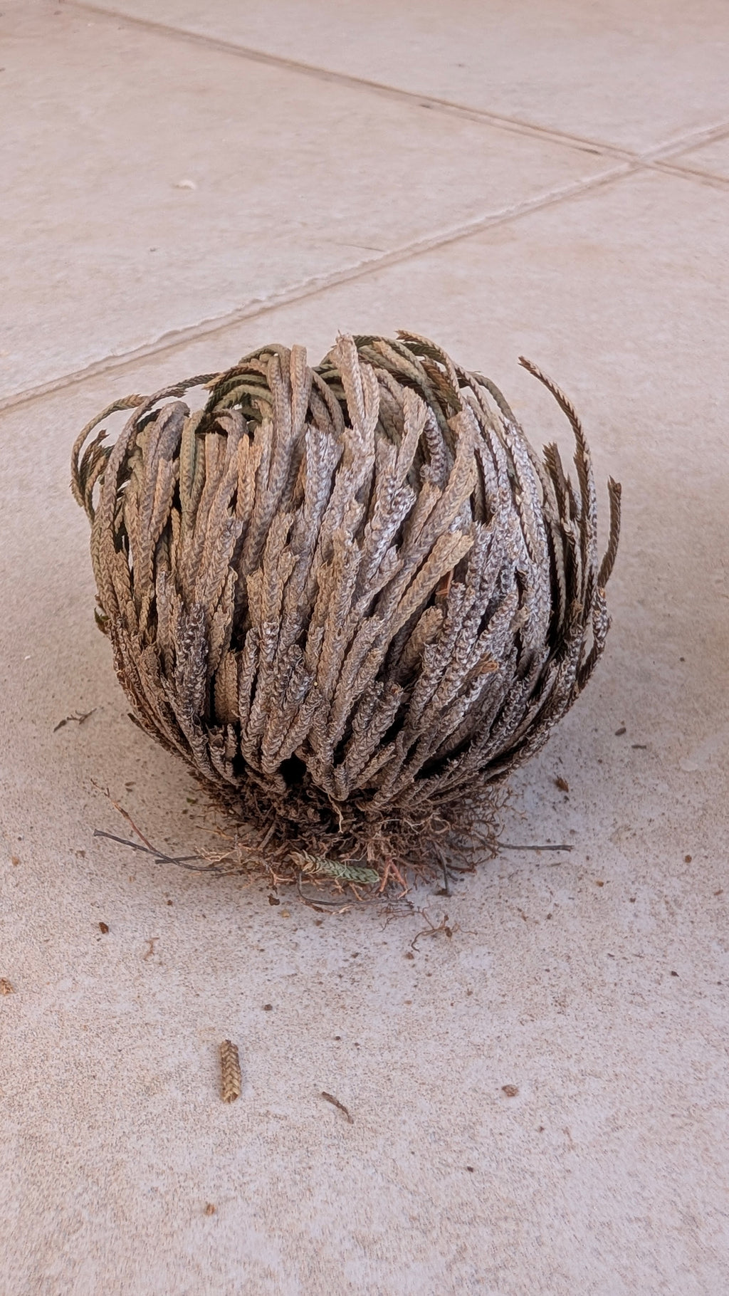 Rose of Jericho (Resurrection Plant)
