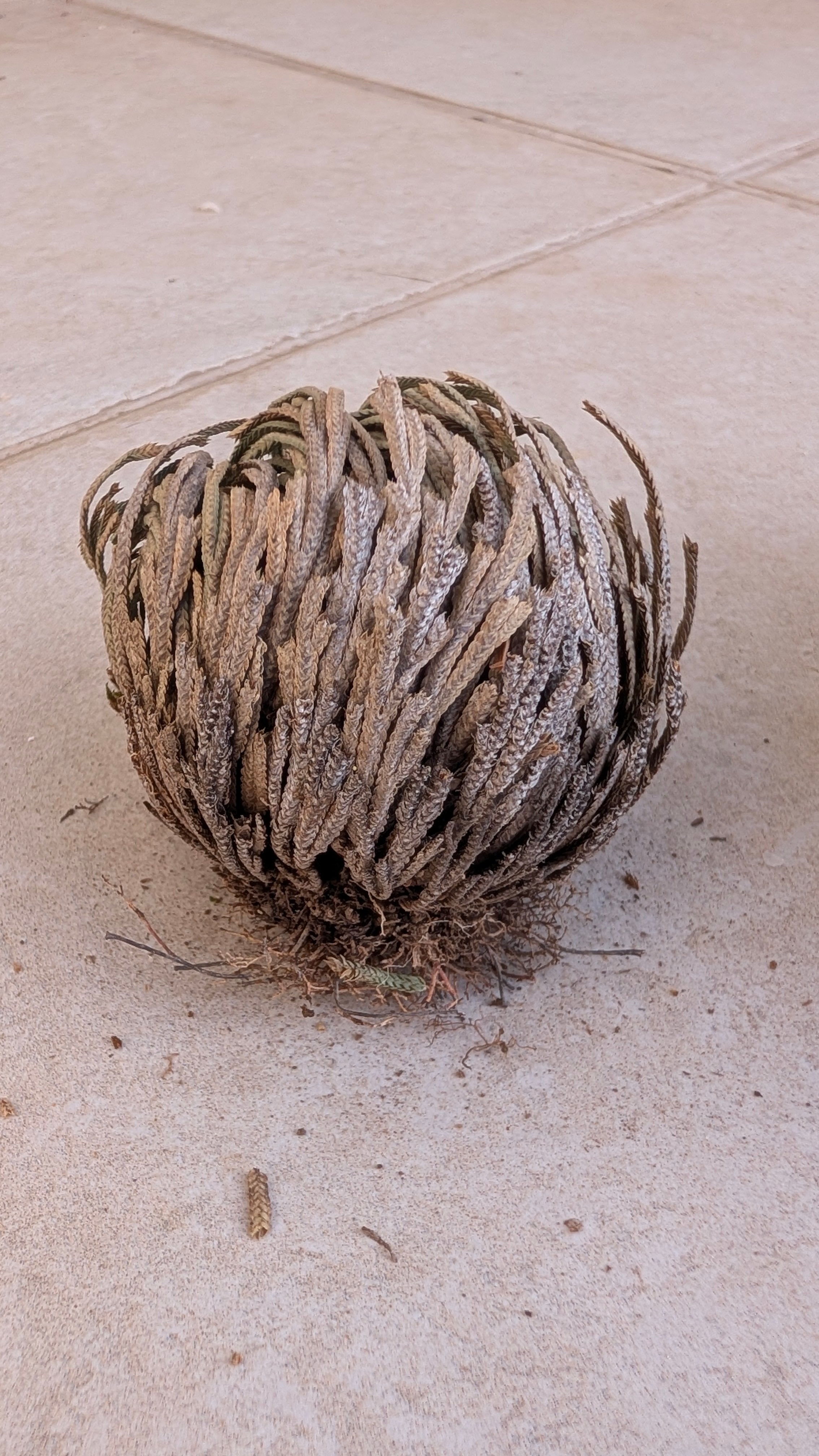 Rose of Jericho (Resurrection Plant)