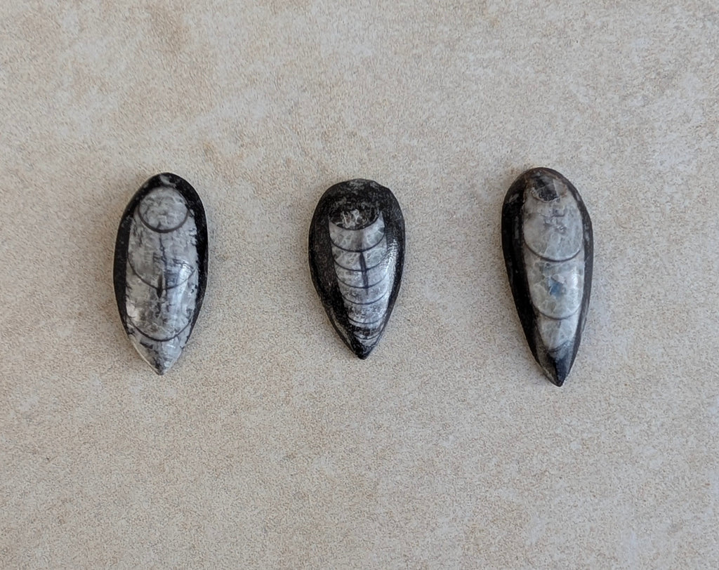 Fossile d'orthocère poli