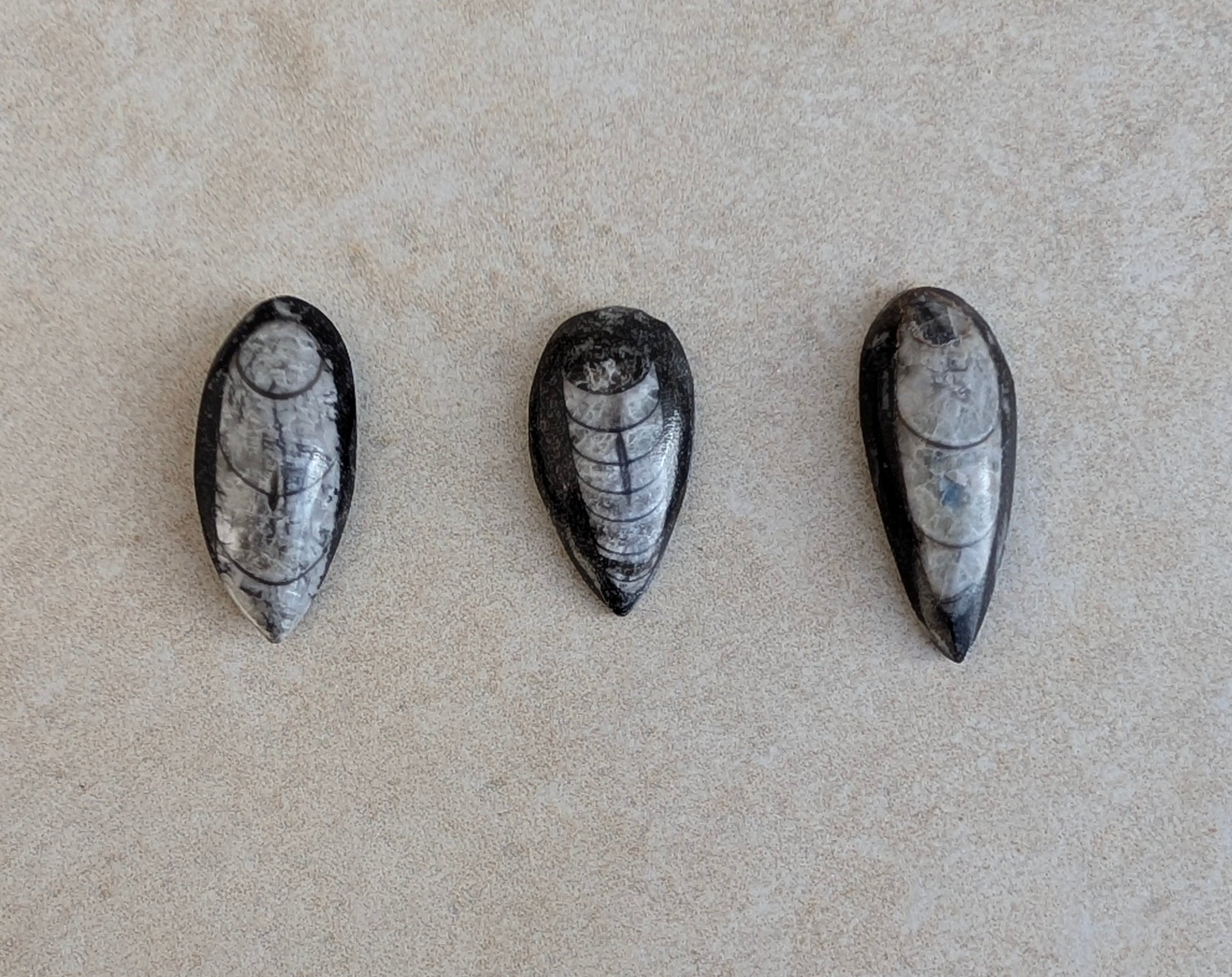Fossile d'orthocère poli
