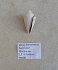 Fossile de gastéropode Conus marylandicus