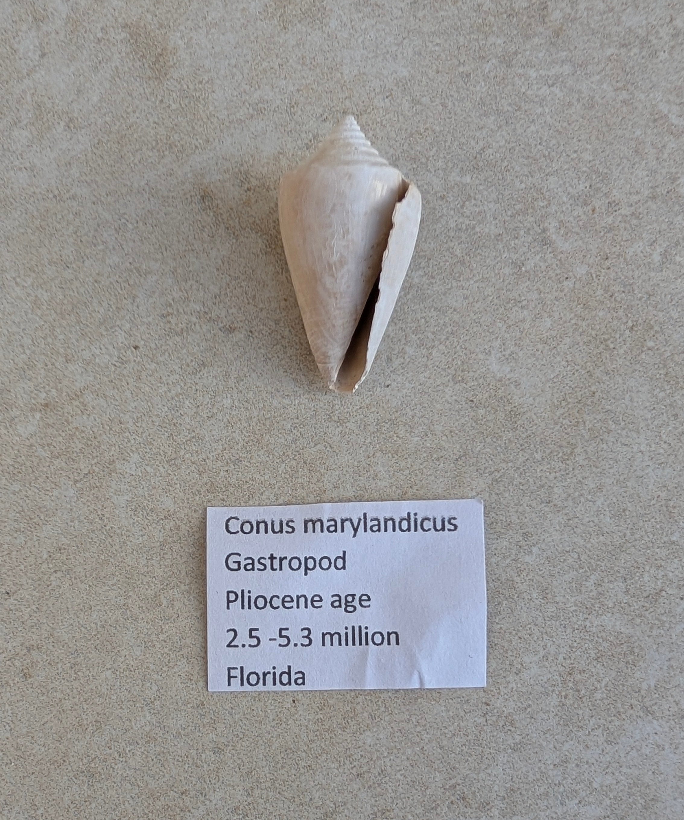 Conus marylandicus Gastropod Fossil