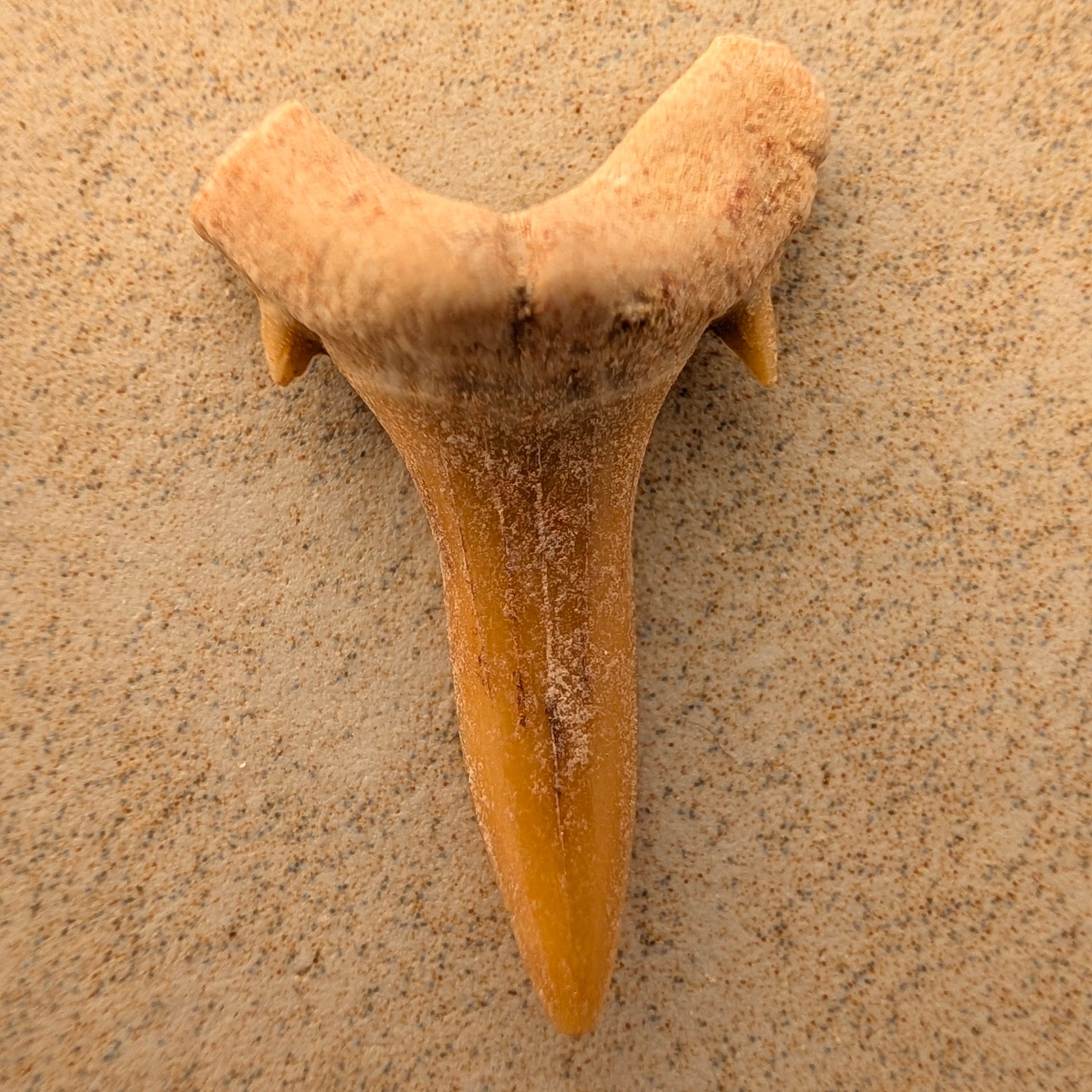 Dents de requin-taureau