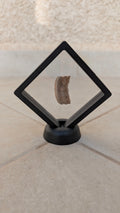 Fossil Ray Dental Plate (with frame and stand)