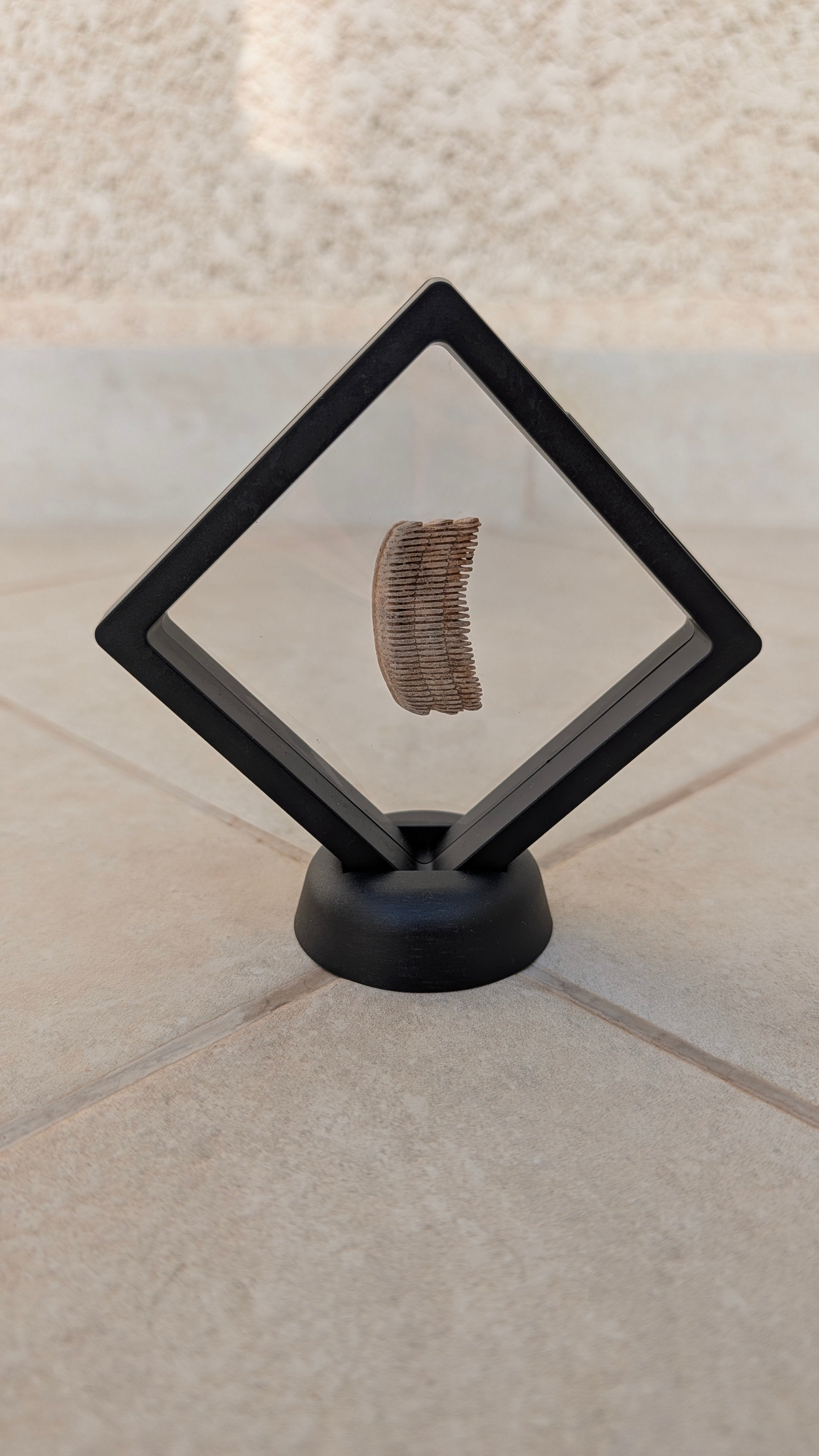 Fossil Ray Dental Plate (with frame and stand)