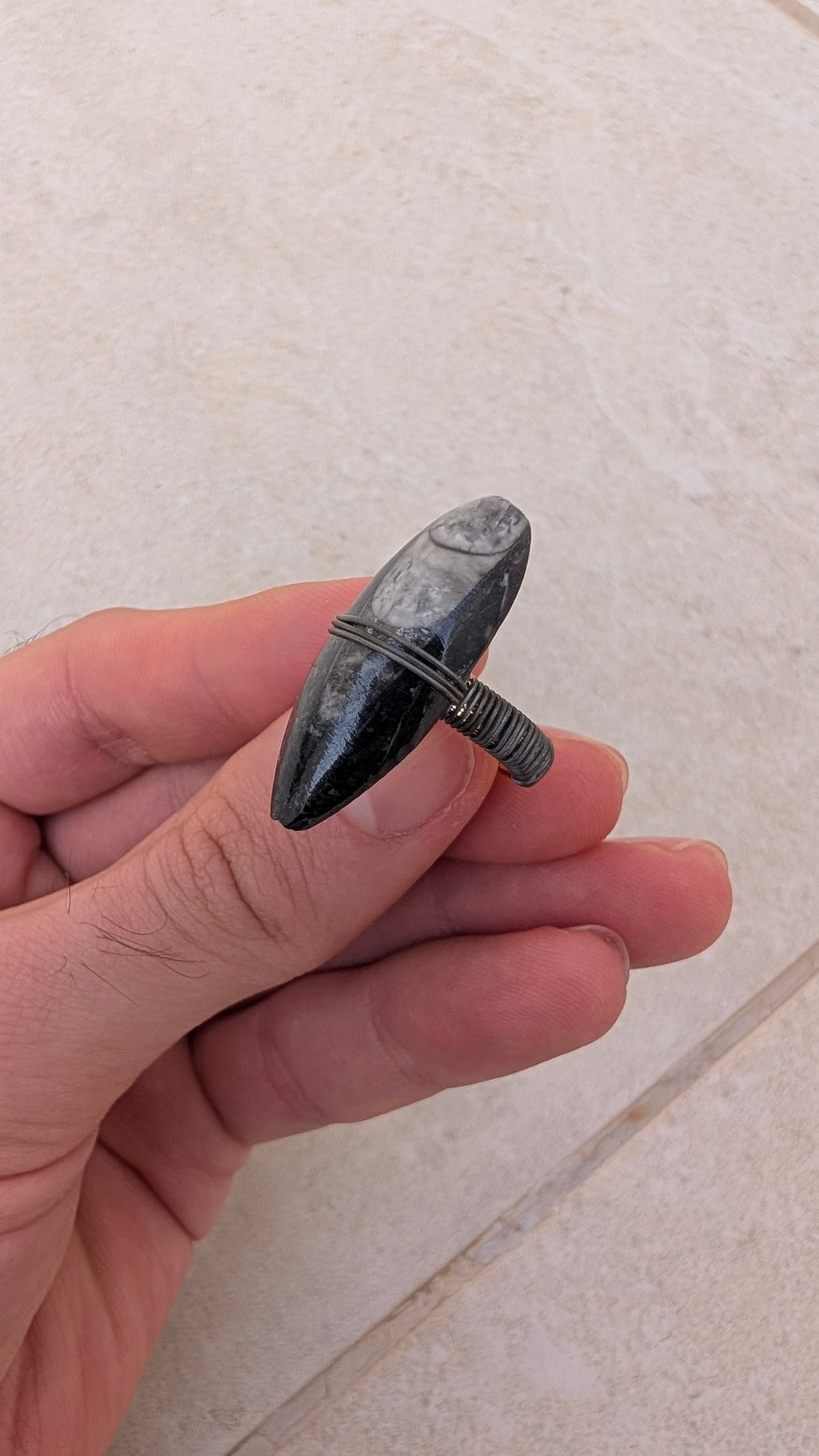 Bague fossile d'orthocère