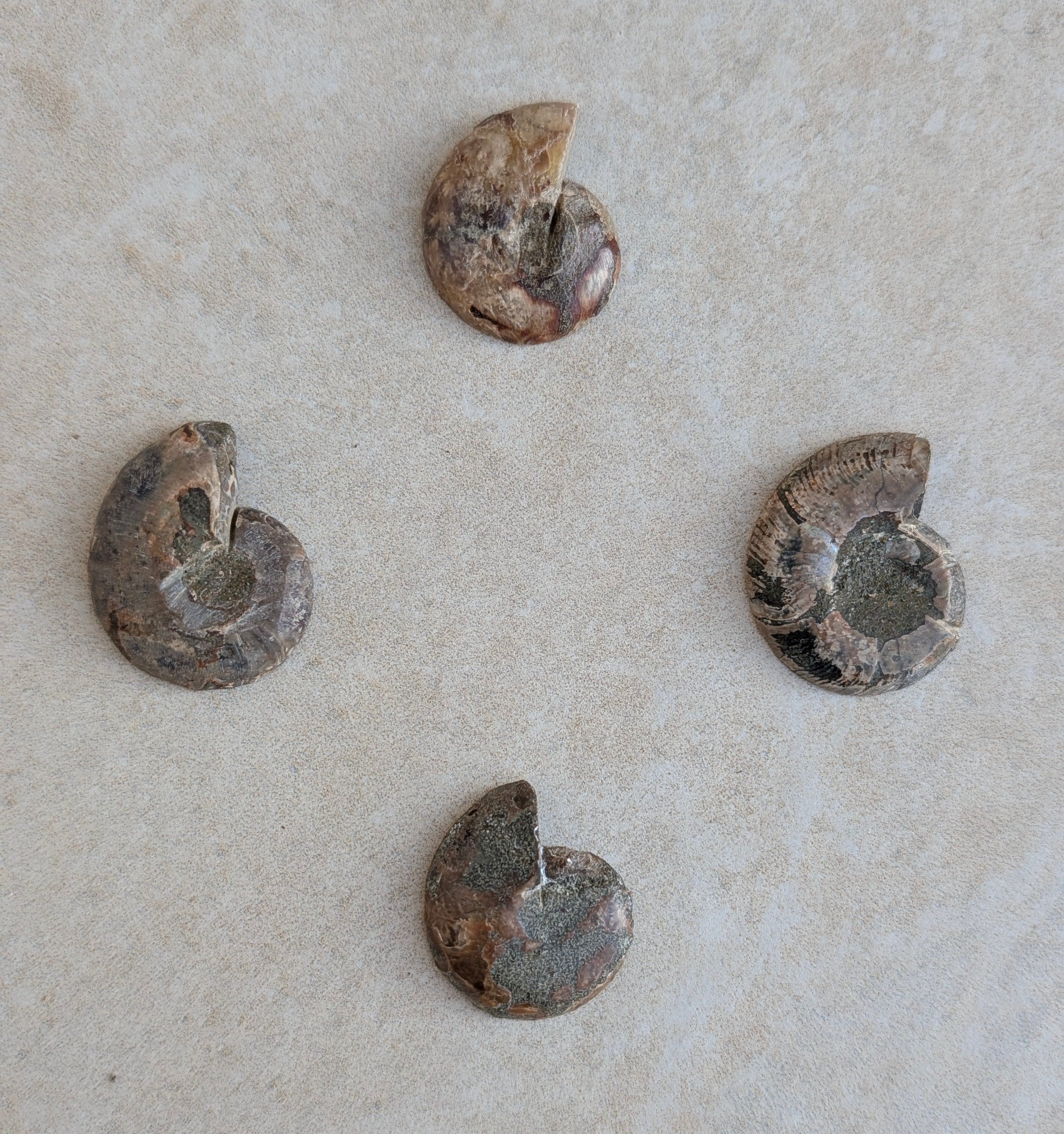 Polished Ammonite