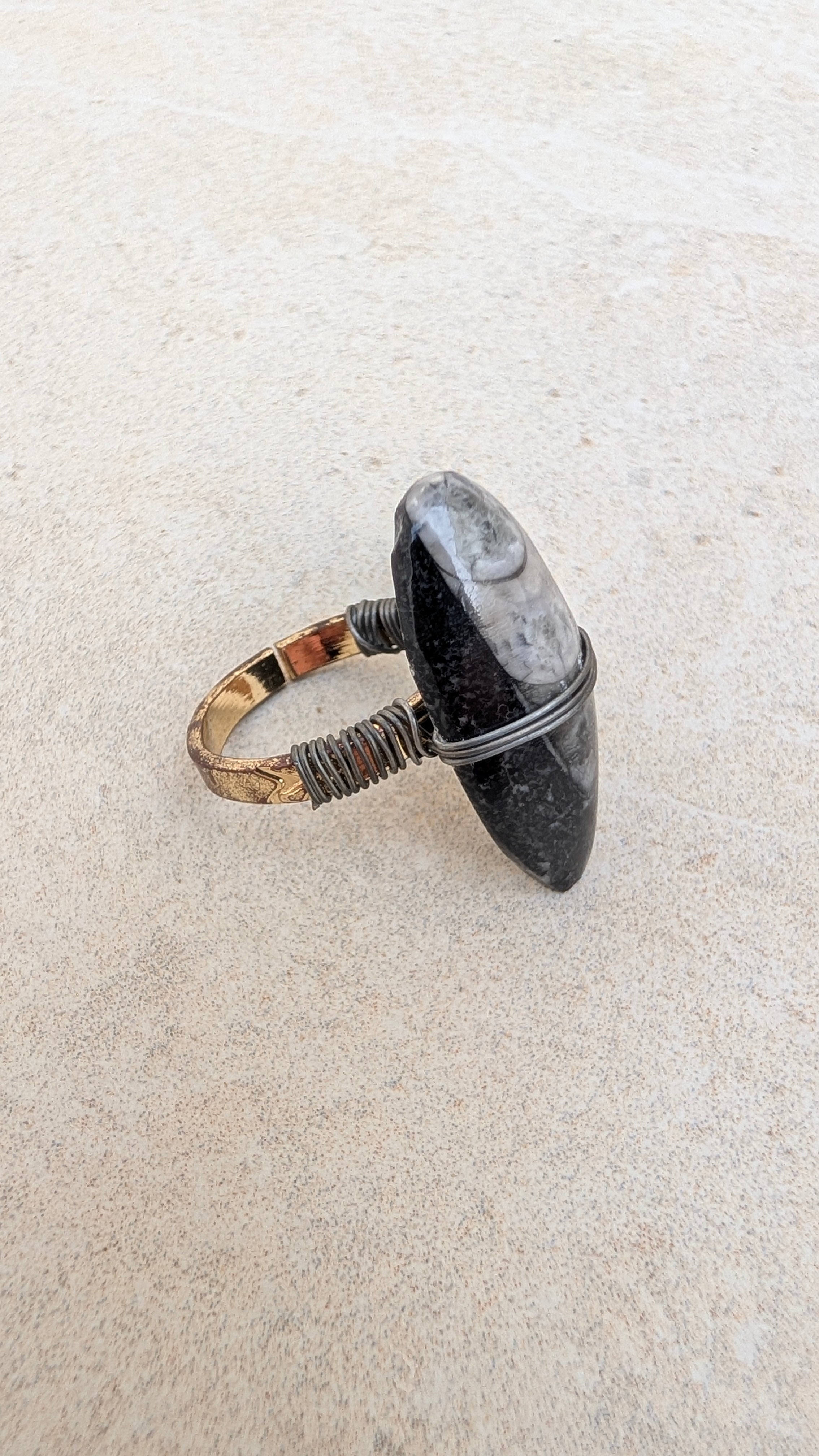 Bague fossile d'orthocère