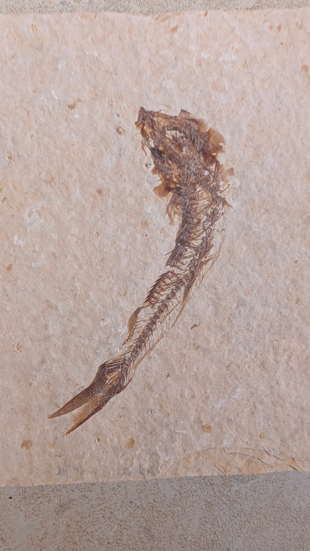 Fossile de poisson Mini Knightia eocaena