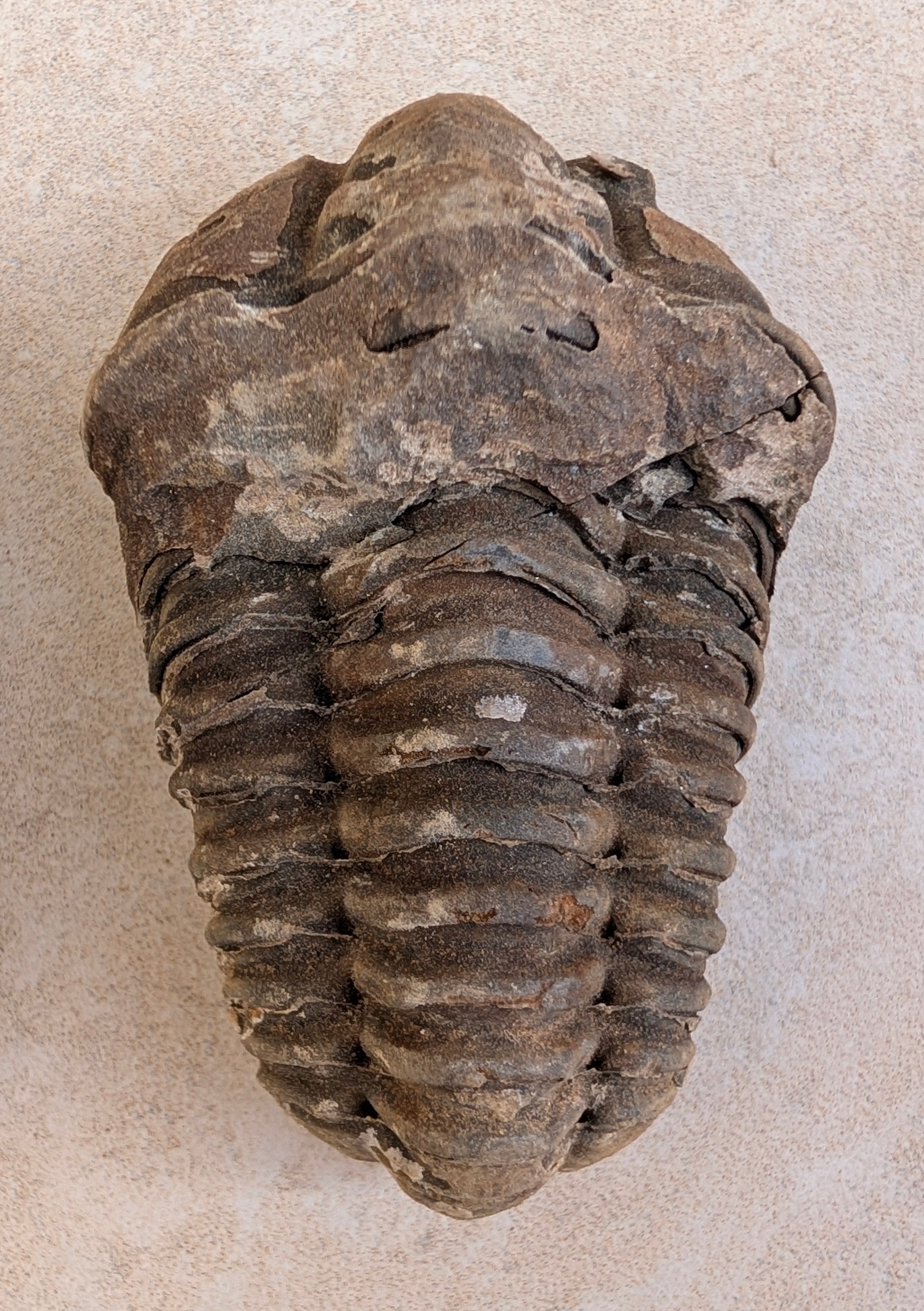 Calymene (Colpocoryphe) Trilobite