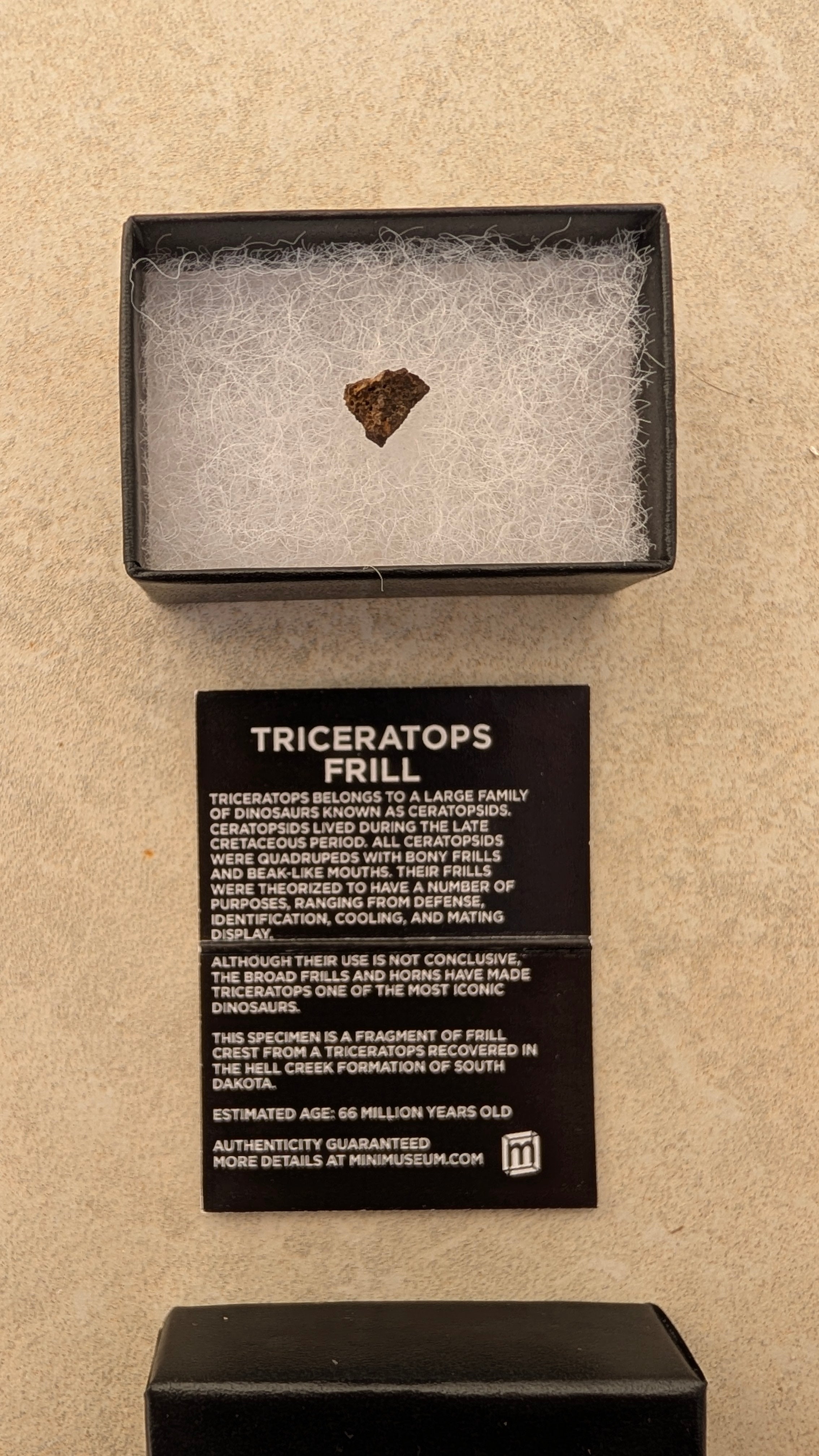 Triceratops Frill Fossil