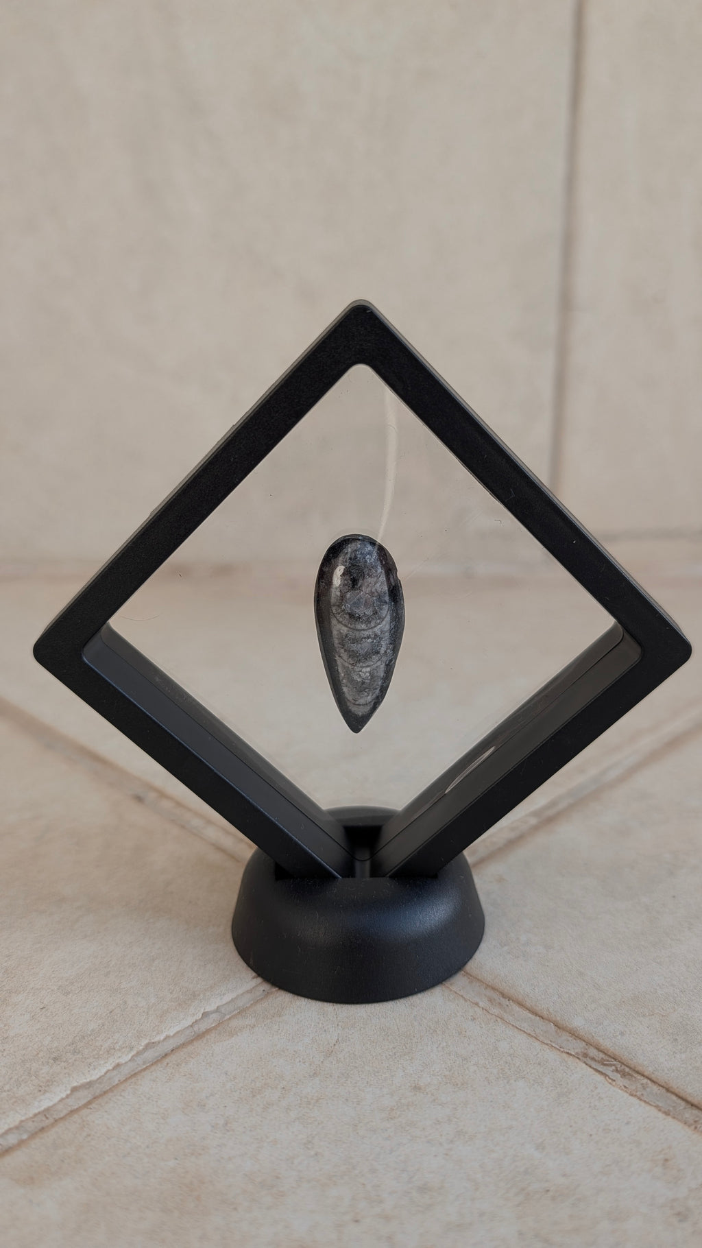 Fossile d'orthoceras poli (avec cadre et support)