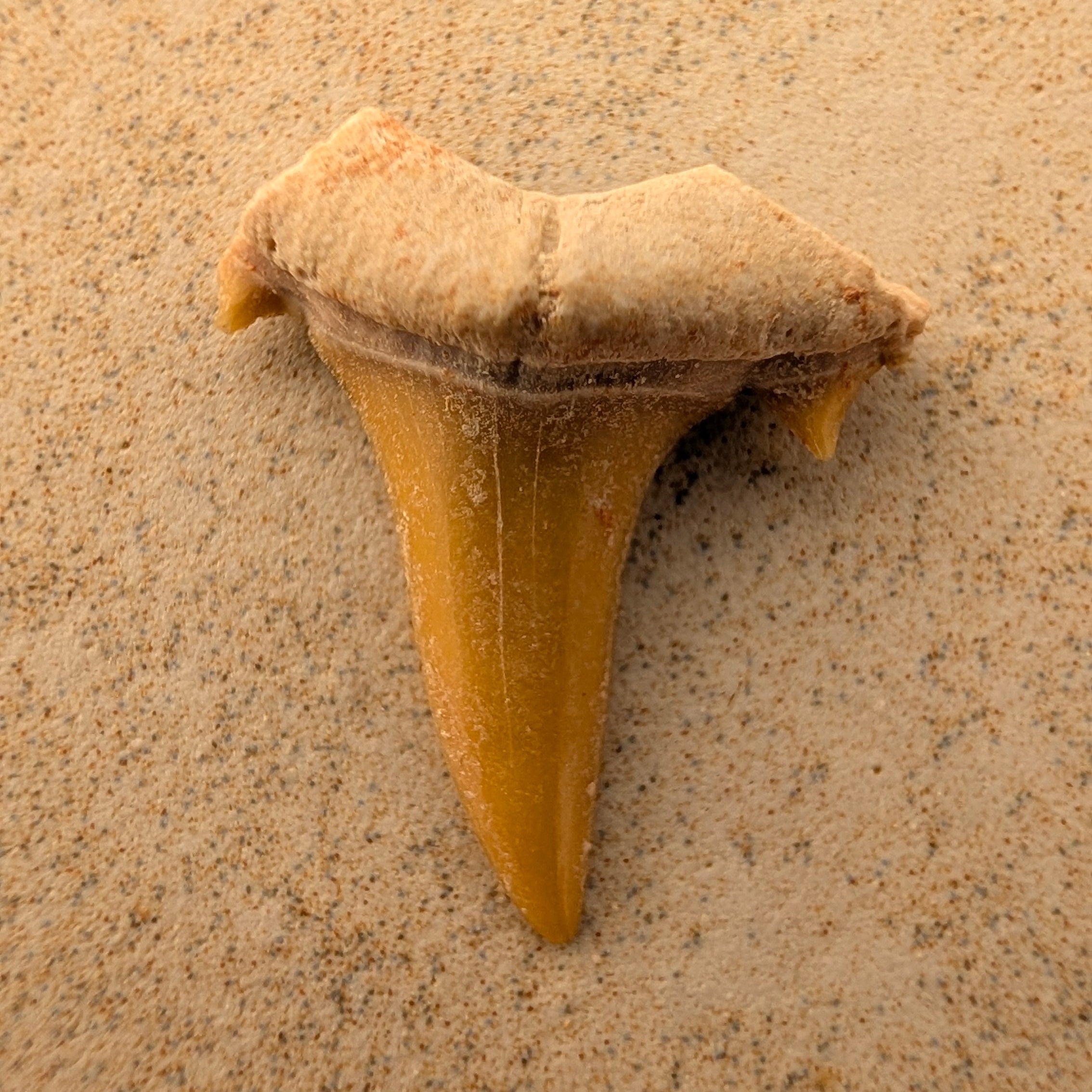 Dents de requin-taureau