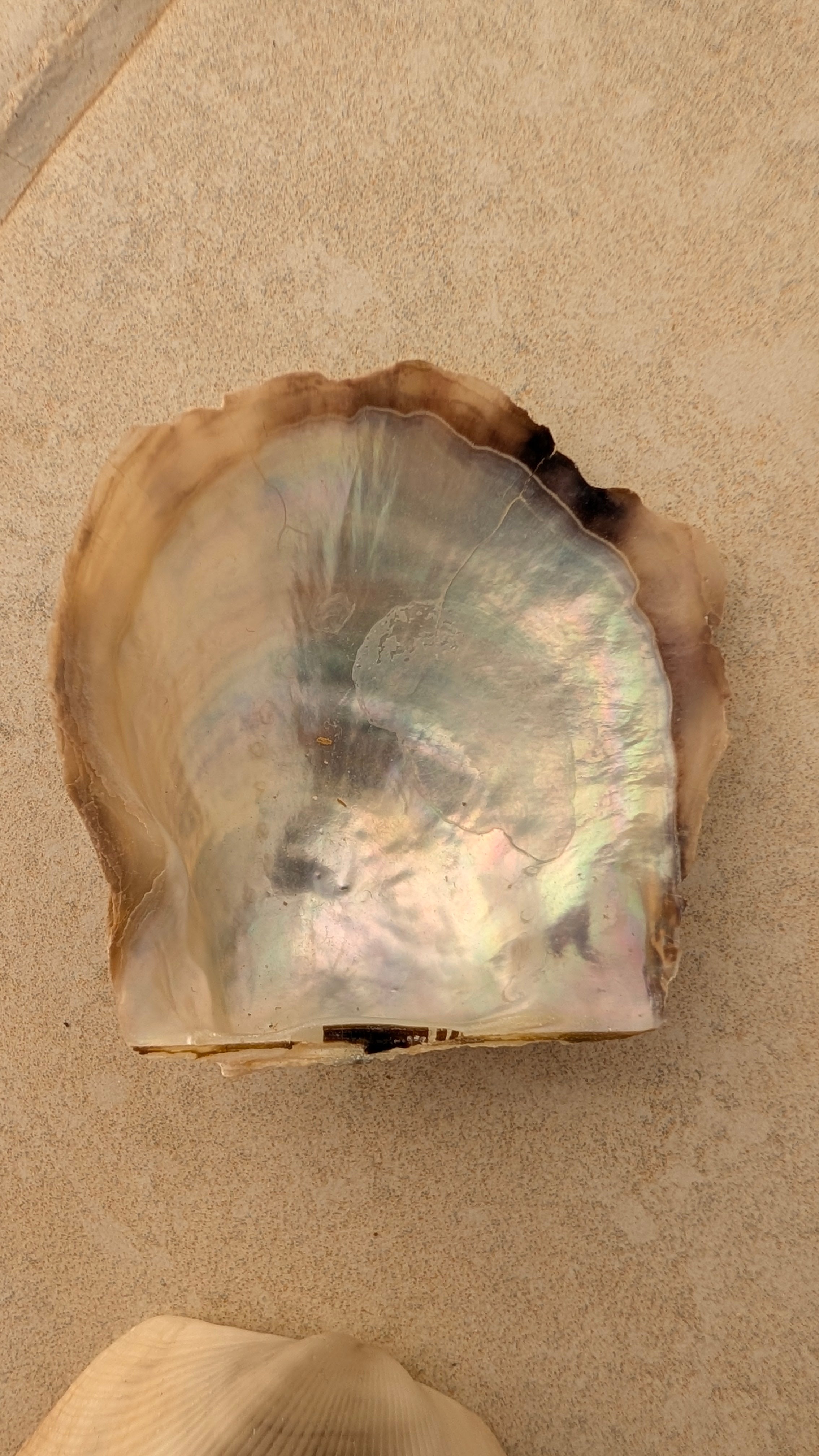 Assorted Seashells