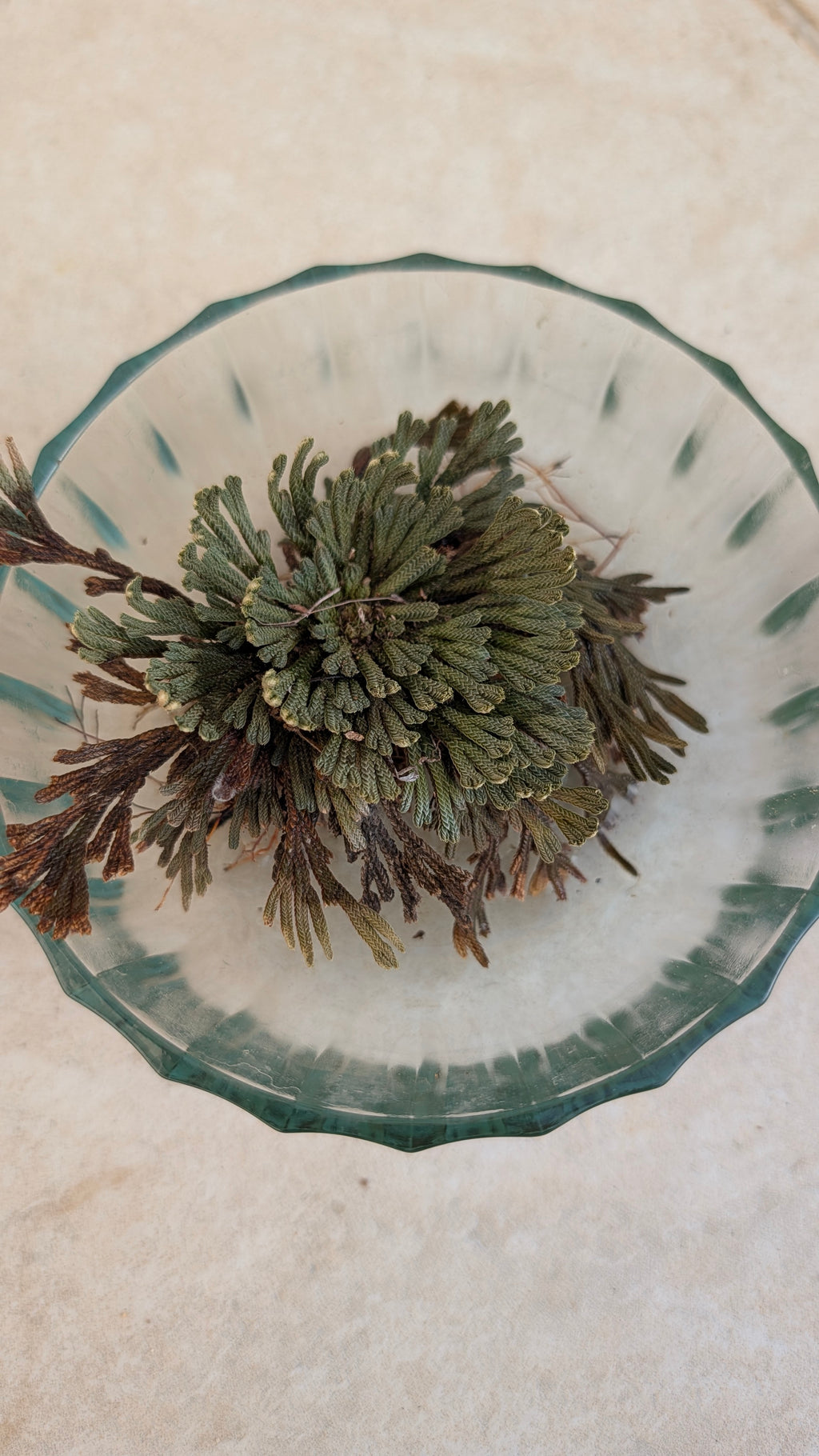 Rose of Jericho (Resurrection Plant)