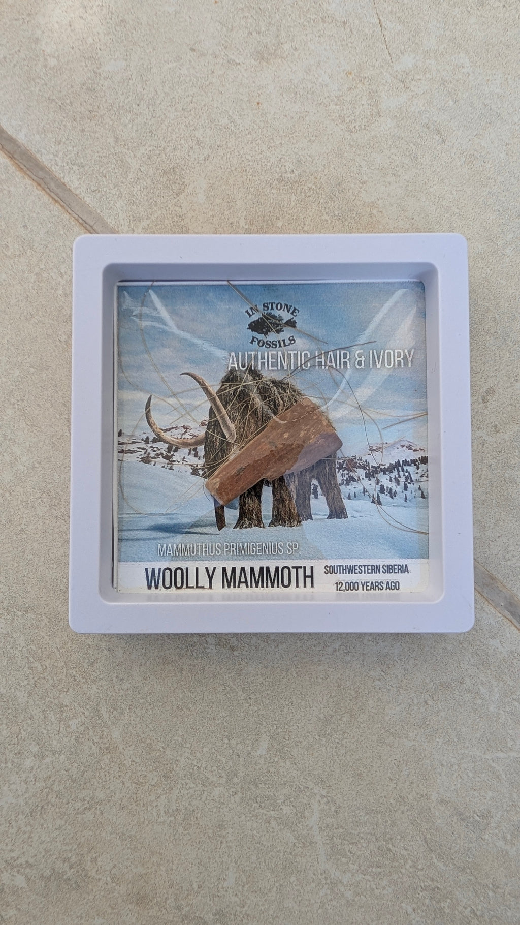 Mammouth laineux en boîte