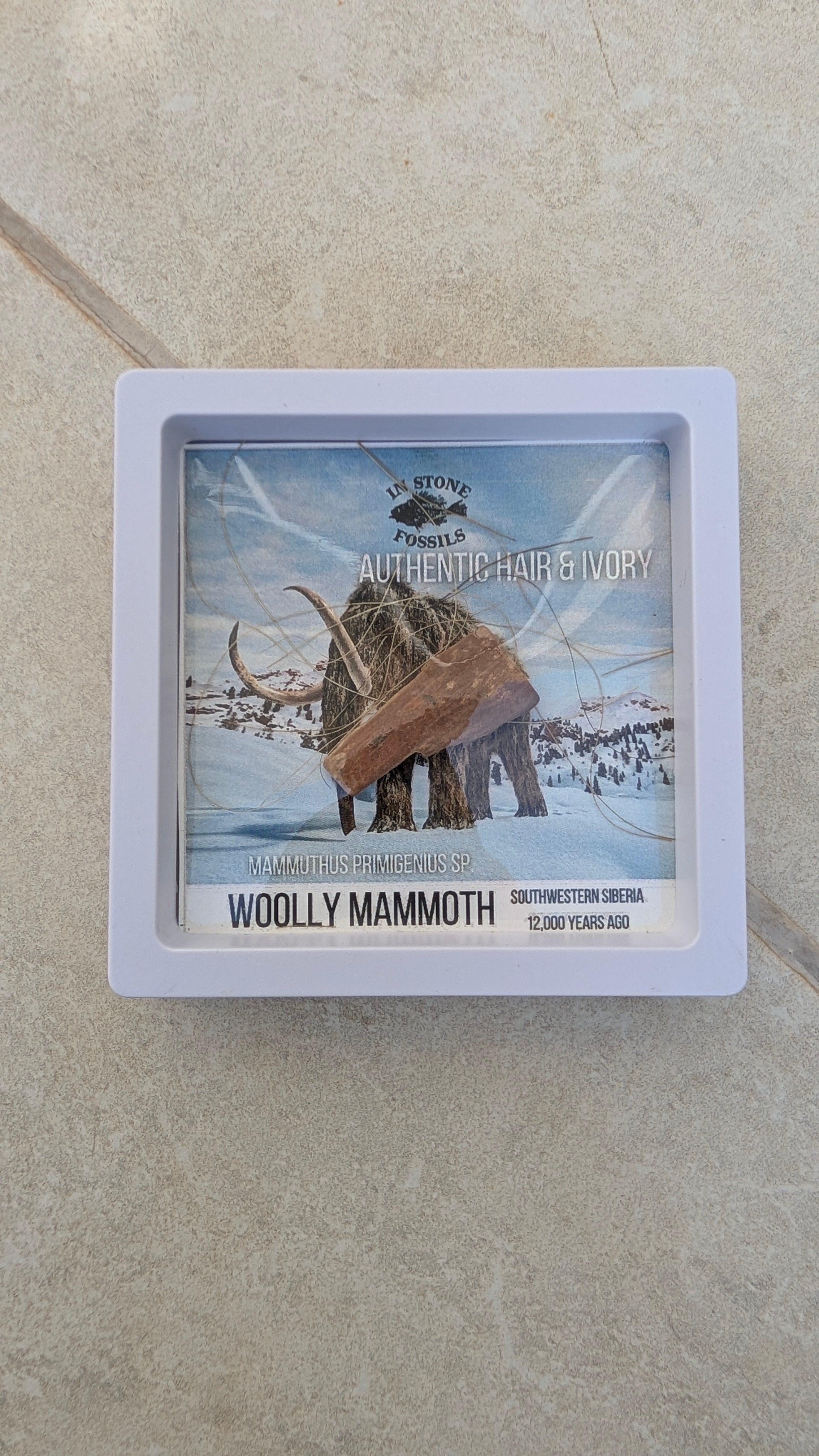 Mammouth laineux en boîte