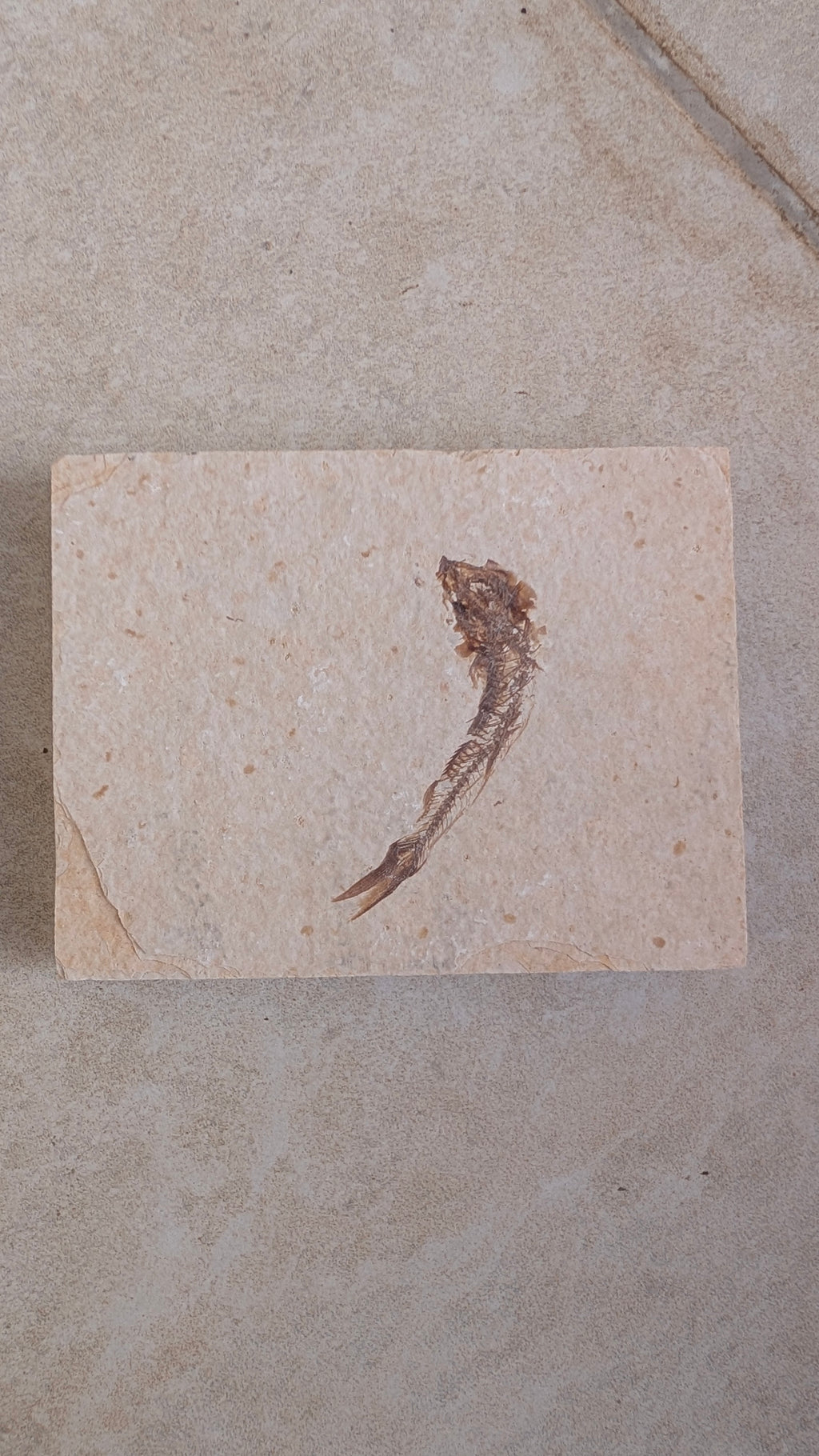 Fossile de poisson Mini Knightia eocaena