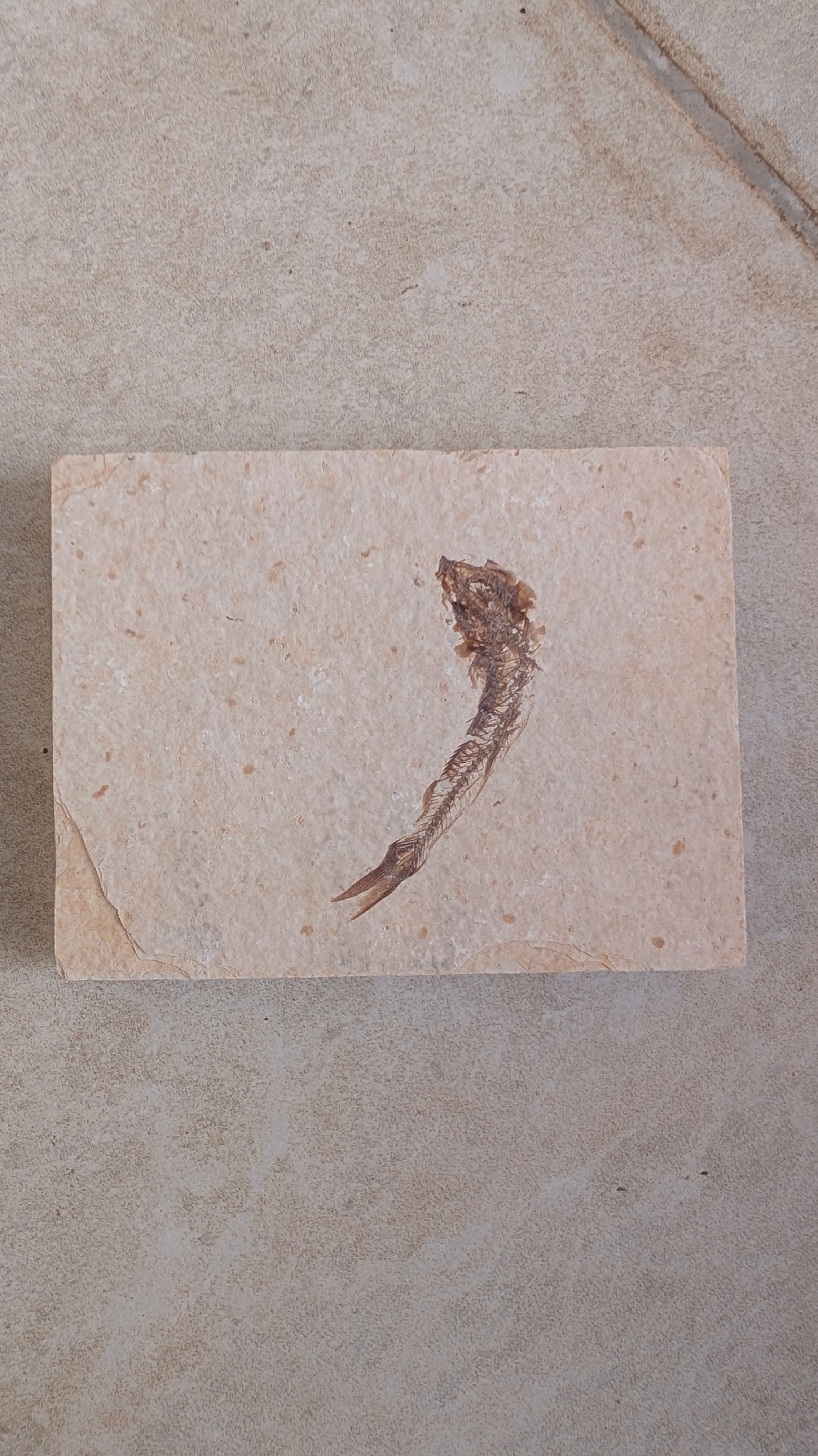 Fossile de poisson Mini Knightia eocaena