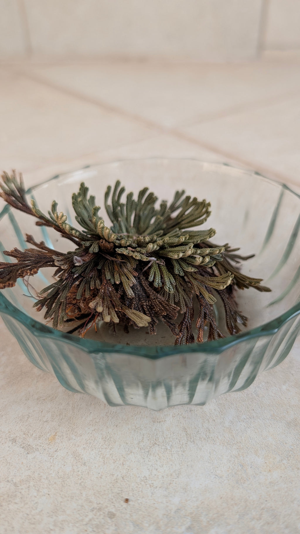 Rose of Jericho (Resurrection Plant)