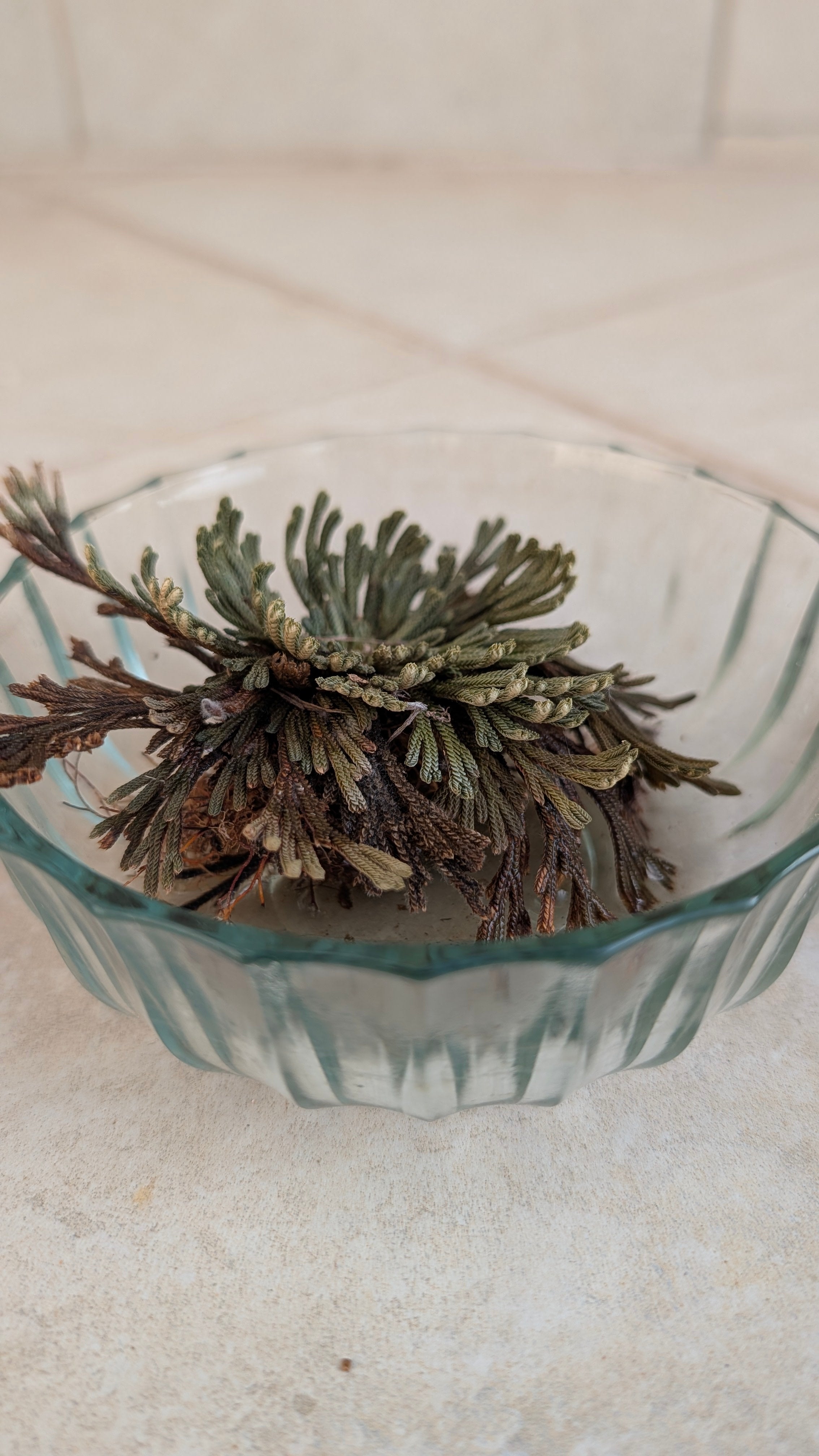 Rose of Jericho (Resurrection Plant)