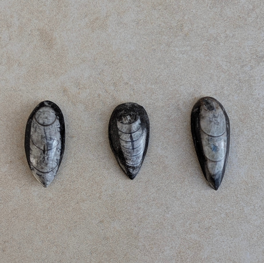 Fossile d'orthocère poli