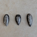 Fossile d'orthocère poli